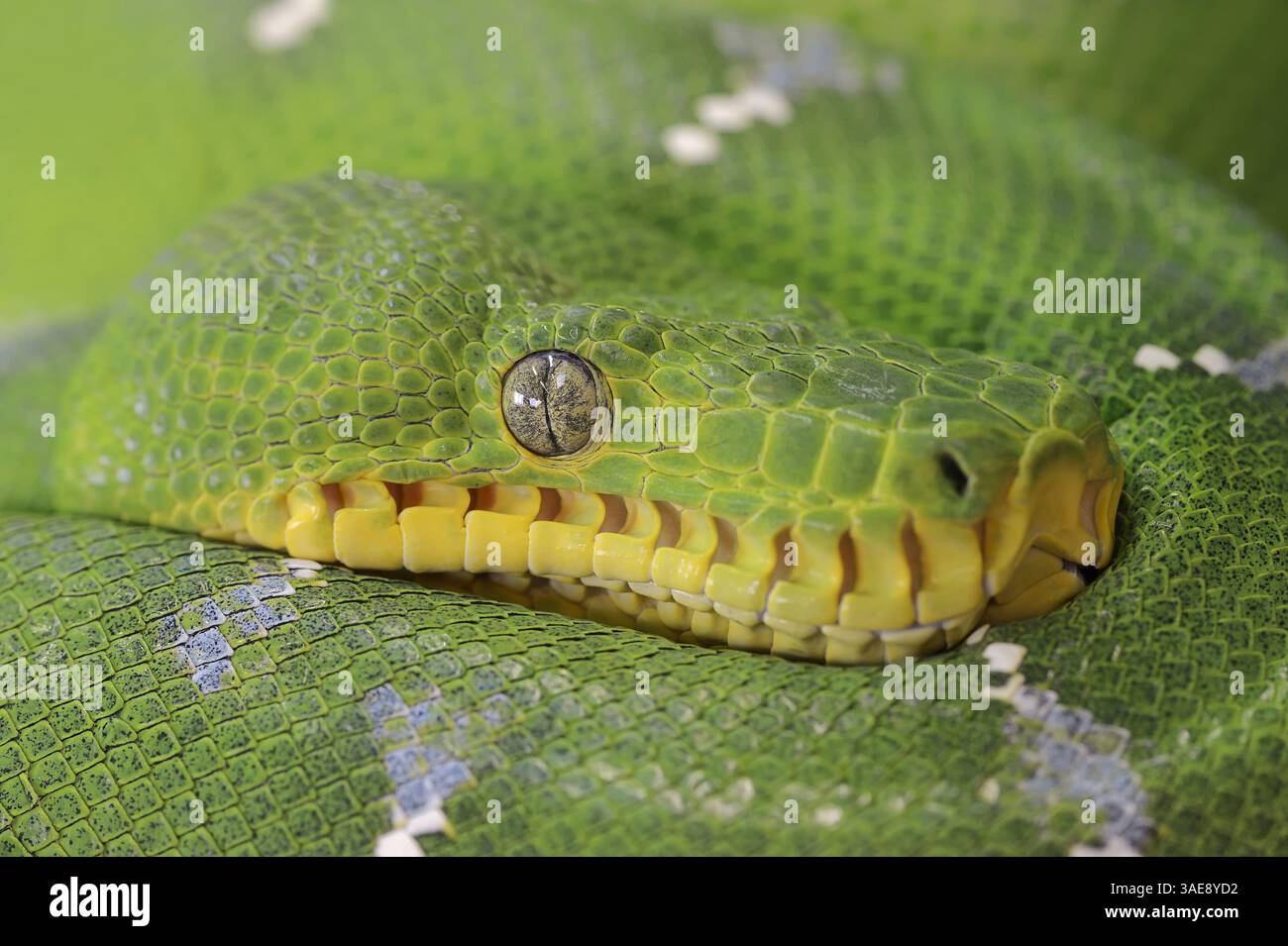 Smeraldo Boa (Corallus caninus) | Grüne Hundskopfboa oder Grüner Hundskopfschlinger (Corallus caninus) Foto Stock