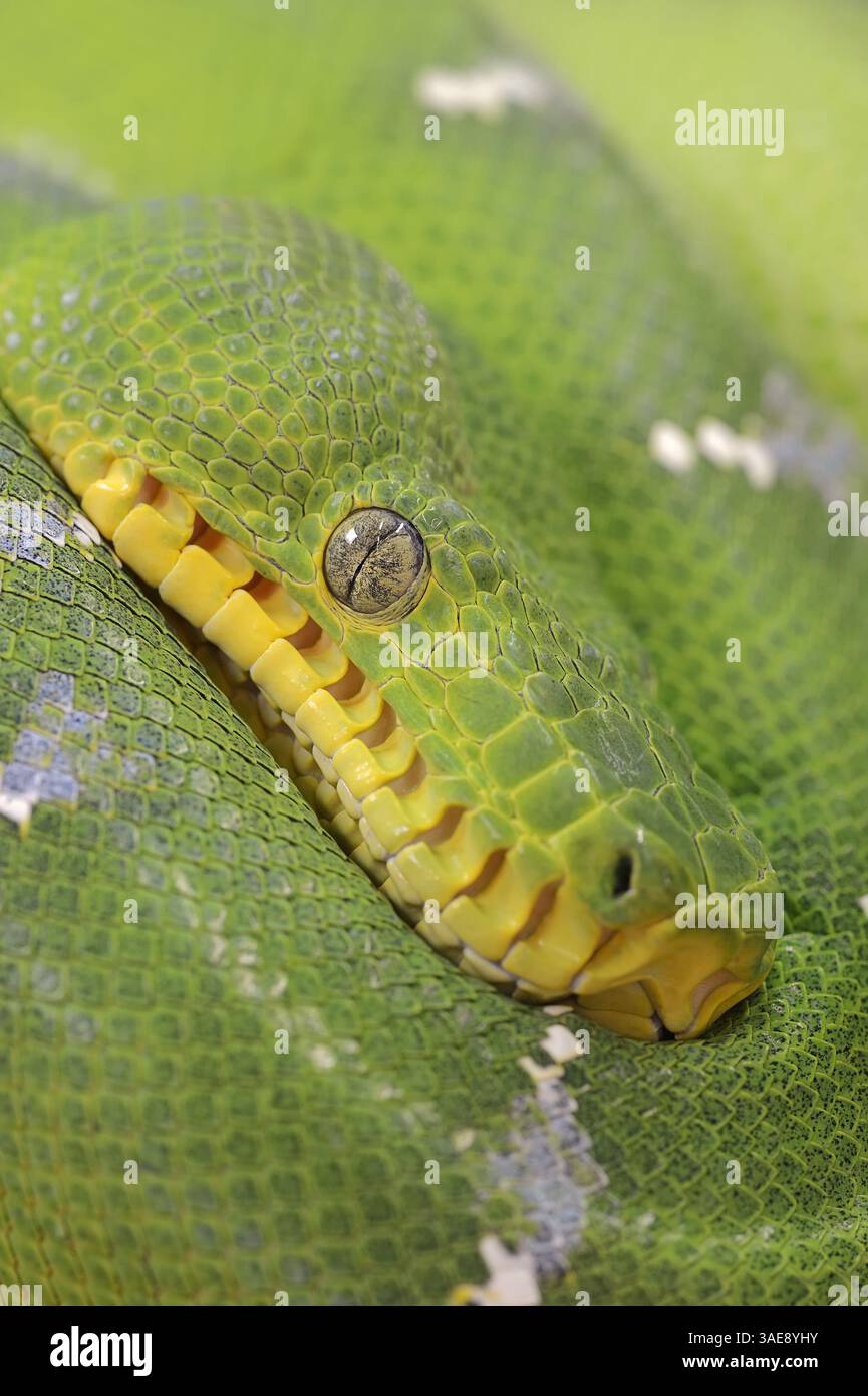 Smeraldo Boa (Corallus caninus) | Grüne Hundskopfboa oder Grüner Hundskopfschlinger (Corallus caninus) Foto Stock