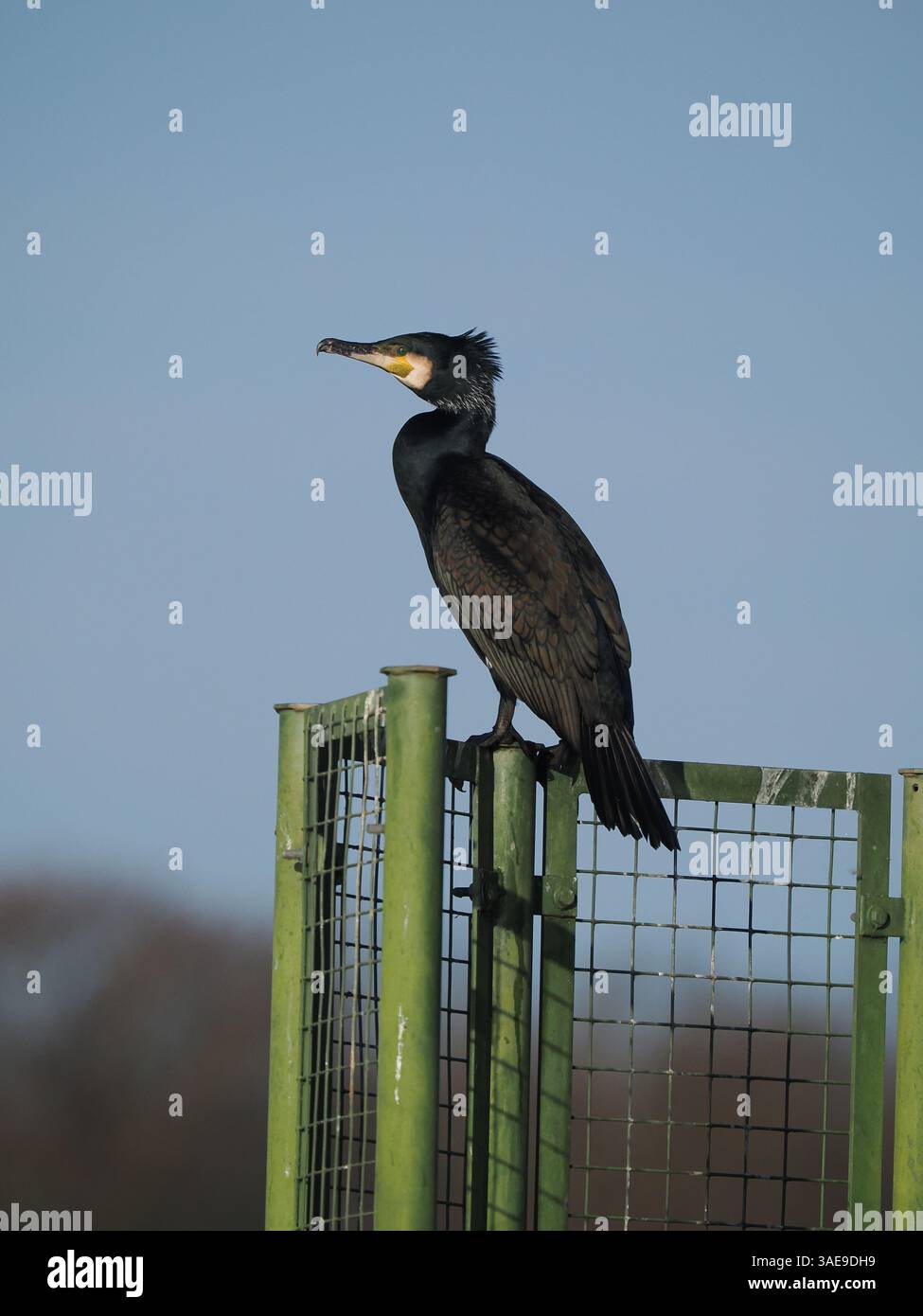 I cormorani nel Regno Unito si sono espansi nelle acque interne entrando in conflitto con i pescatori. Foto Stock