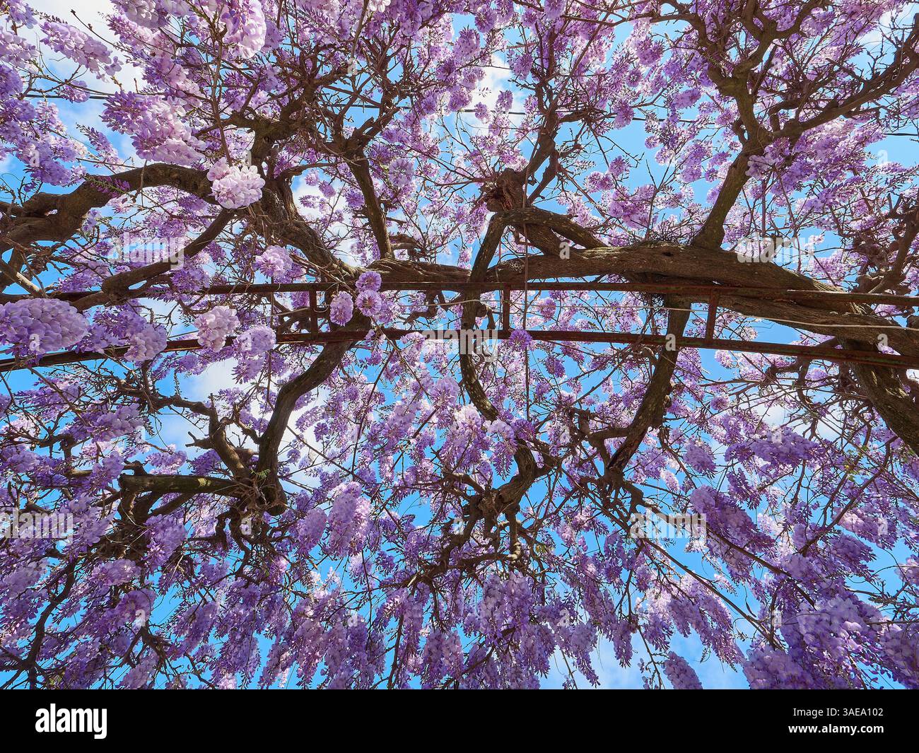 Bellissimi fiori di gilda viola in piena fioritura contro un vivace cielo blu durante la primavera. Foto Stock