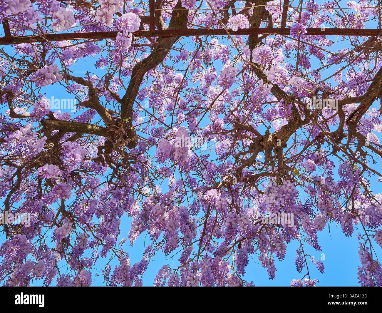 Bellissimi fiori di gilda viola in piena fioritura contro un vivace cielo blu durante la primavera. Foto Stock