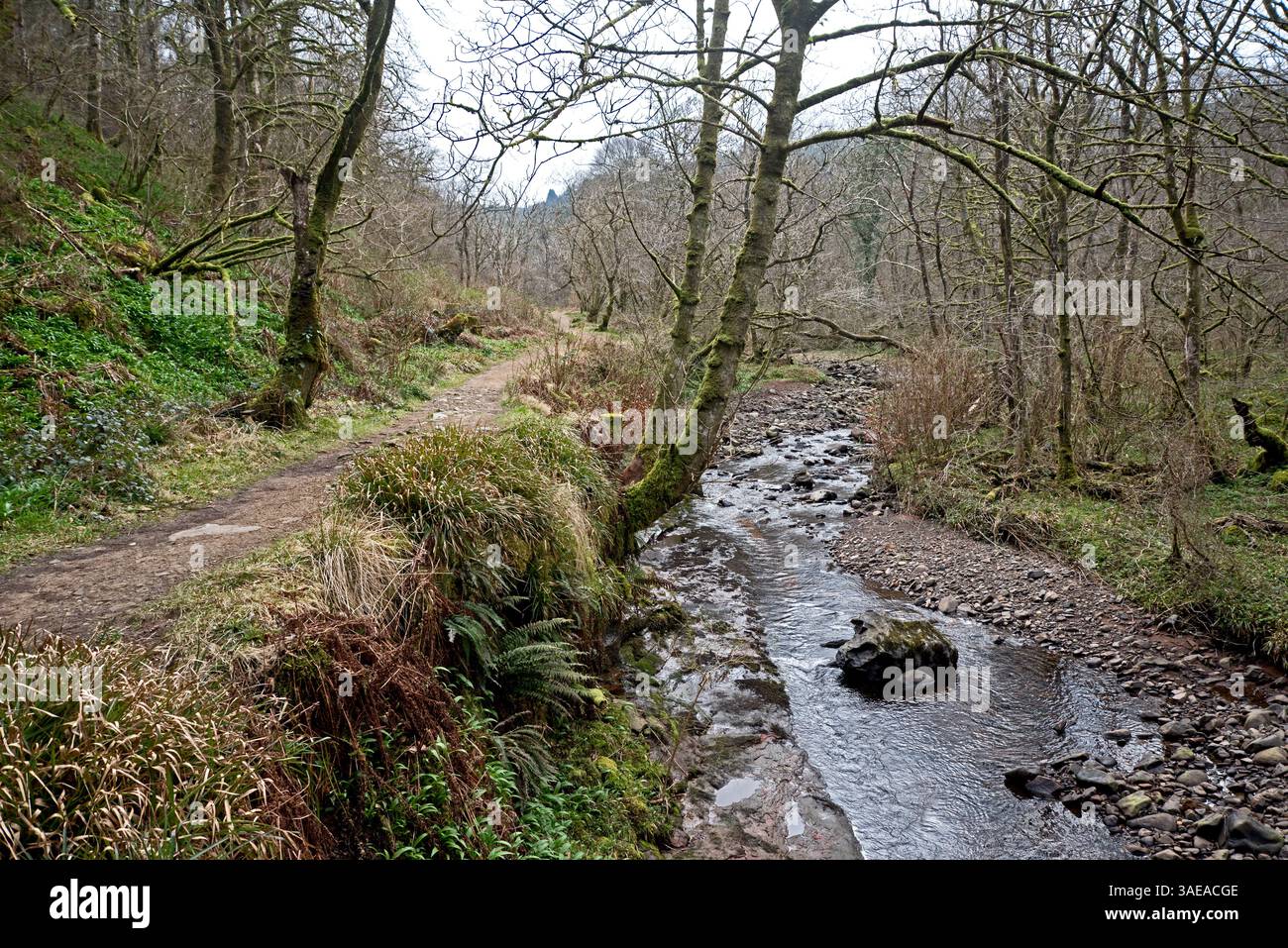 Percorso attraverso i boschi di Glenashdale fino alle cascate di Glenashdale sull'isola di Arran, North Ayrshire, Scozia, Regno Unito. Foto Stock