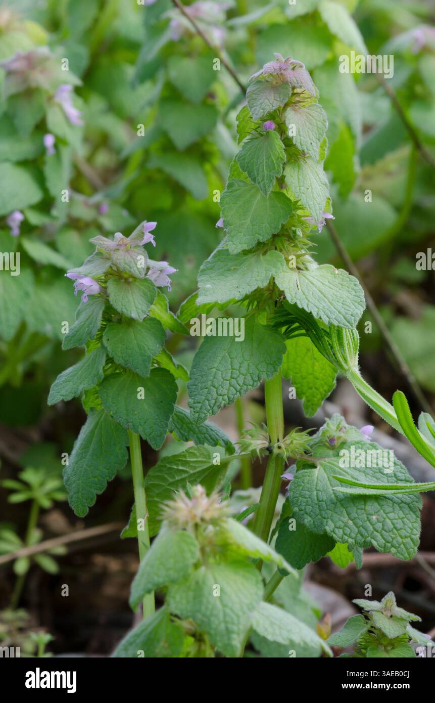 Viola Deadnettle, Lamium purpureum Foto Stock