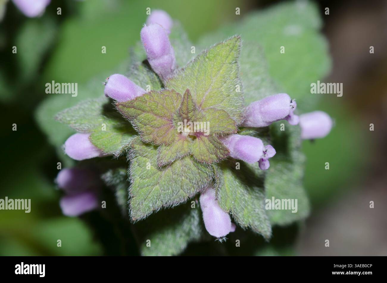 Viola Deadnettle, Lamium purpureum Foto Stock