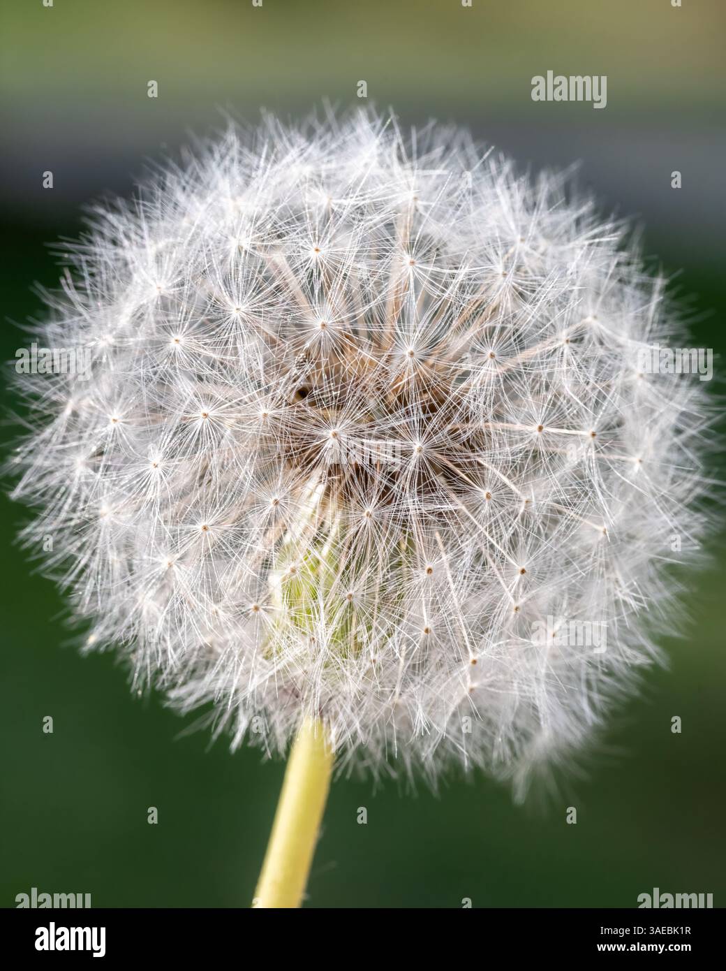 Vista ravvicinata di una testa di seme completa con dente di leone con simmetria dettagliata e struttura fine dei semi, su uno sfondo verde leggermente sfocato. Foto Stock