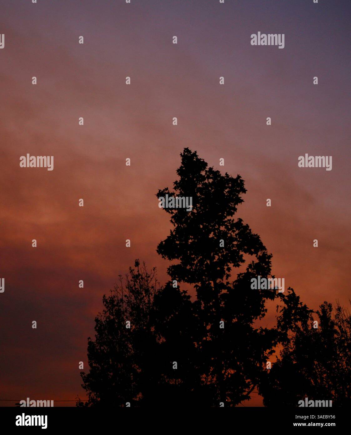 25 ottobre 2007 - Orange, CALIFORNIA, Stati Uniti - i cieli della contea di Orange sono coperti di fumo mentre i vigili del fuoco in tutta la California meridionale combattono le fiamme. Il più vicino, il Santiago Fire, a pochi chilometri di distanza, è contenuto al 30% secondo il California Department of Forestry and Fire Protection. I funzionari confermano giovedì mattina che l'incendio di Santiago è stato intenzionalmente avviato da un piromane in due posti lungo una stradina poco trafficata. NELLA FOTO: Poco prima del tramonto, il cielo risplende di arancio dietro gli alberi in arancione con fumo che aleggia dopo che i venti si sono calati il 24 ottobre 2007 (Cre Foto Stock