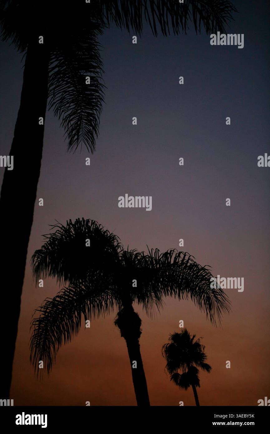 25 ottobre 2007 - Orange, CALIFORNIA, Stati Uniti - i cieli della contea di Orange sono coperti di fumo mentre i vigili del fuoco in tutta la California meridionale combattono le fiamme. Il più vicino, il Santiago Fire, a pochi chilometri di distanza, è contenuto al 30% secondo il California Department of Forestry and Fire Protection. I funzionari confermano giovedì mattina che l'incendio di Santiago è stato intenzionalmente avviato da un piromane in due posti lungo una stradina poco trafficata. NELLA FOTO: Poco prima del tramonto, il cielo risplende di arancia dietro le palme in arancione con fumo che aleggia dopo che i venti sono morti il 24 ottobre 2007 Foto Stock