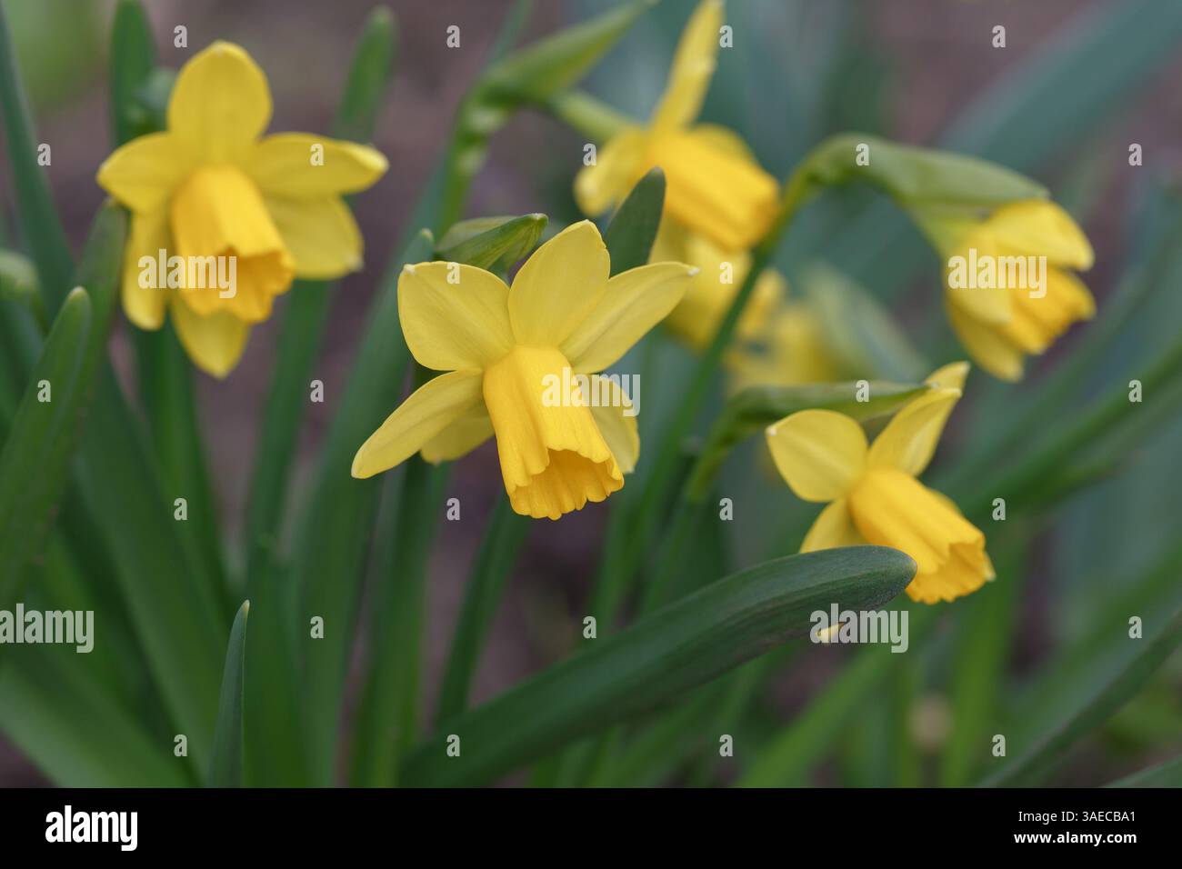 Narcisi gialli con foglie verdi primo piano. Fiori bulbi primaverili Foto Stock