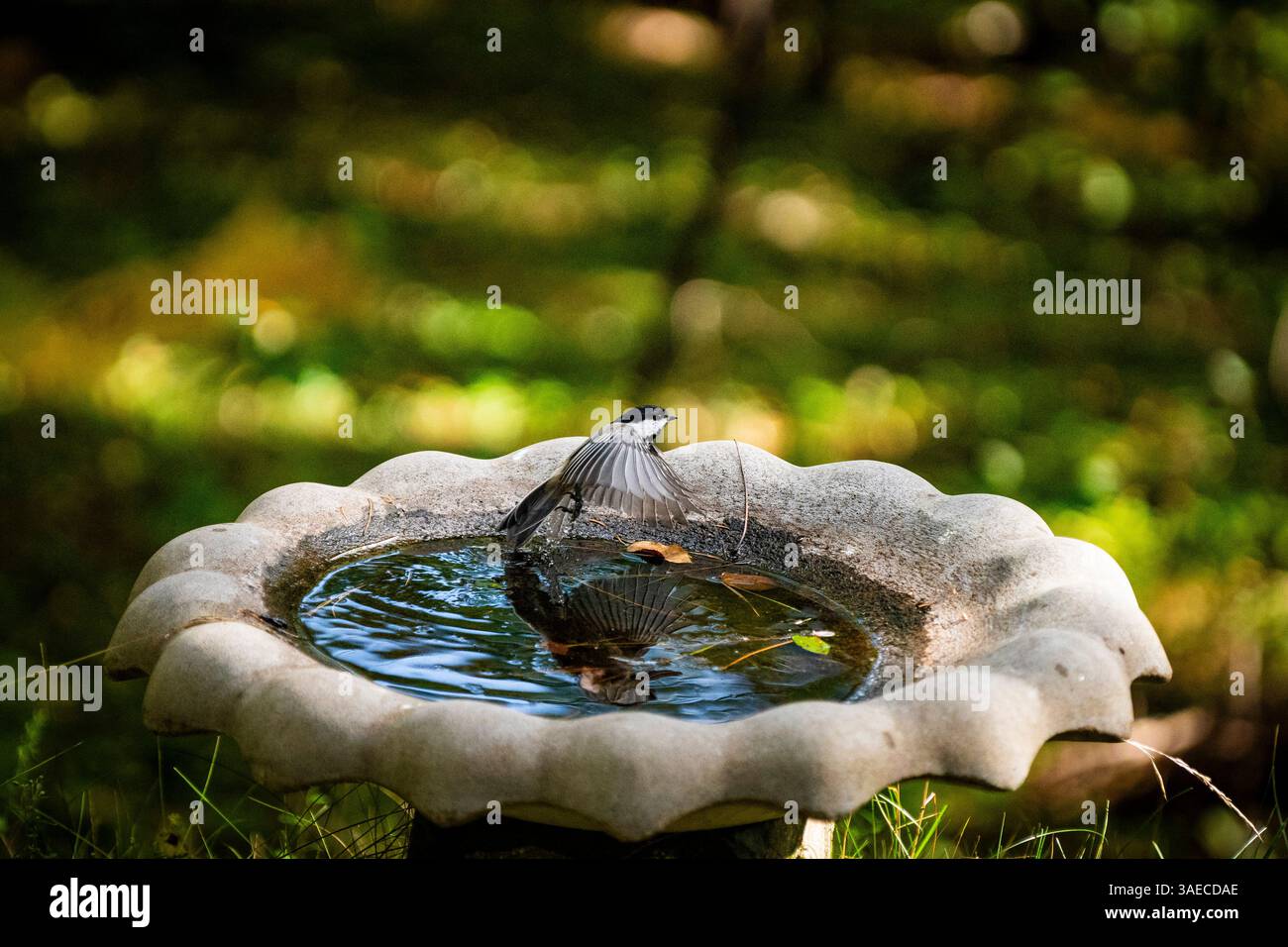 Chickadee che decolla da un bagno di uccelli. Foto Stock