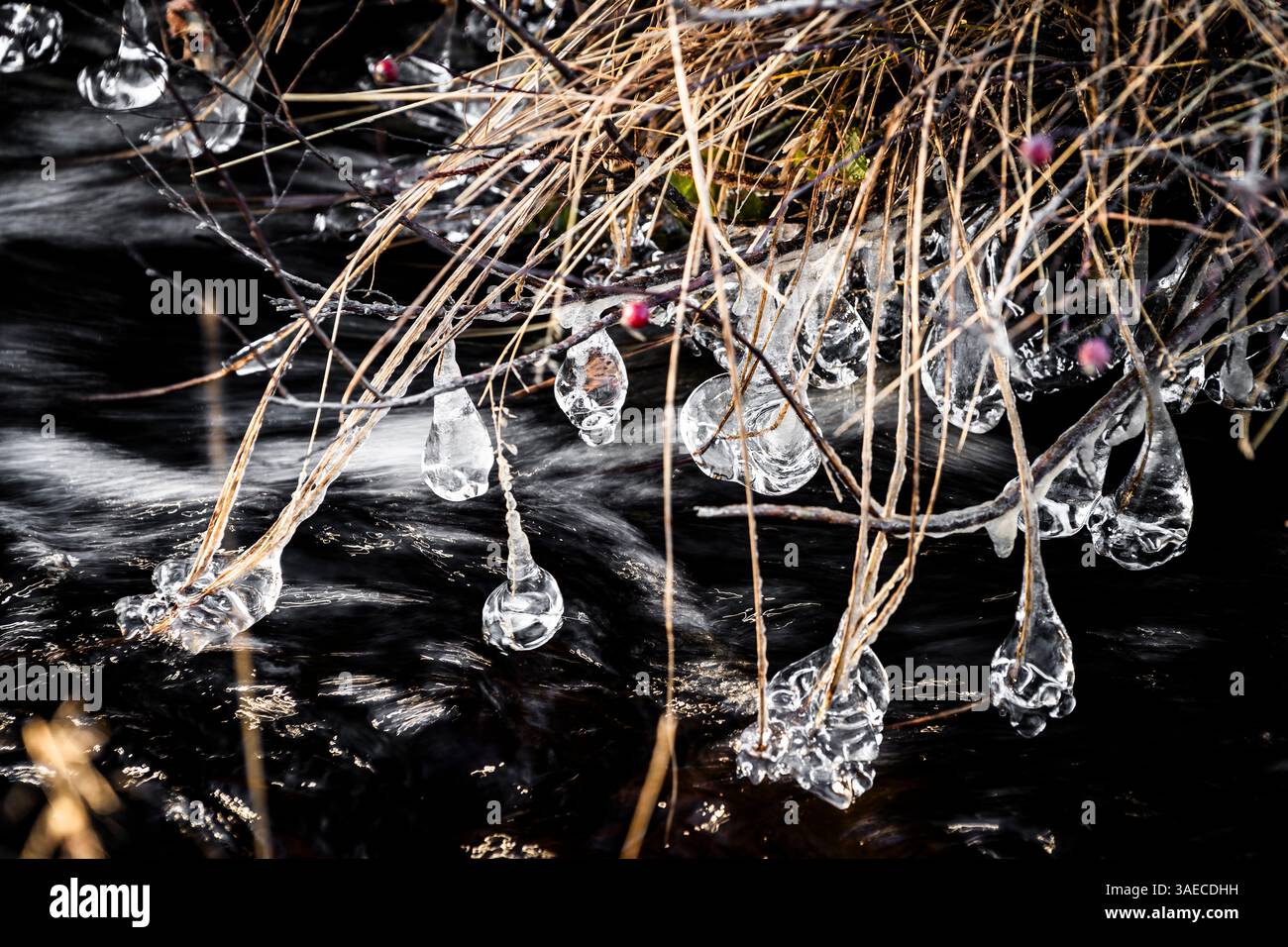 Le palle di ghiaccio pendono dalle canne e dall'erba in un ruscello in inverno. Foto Stock