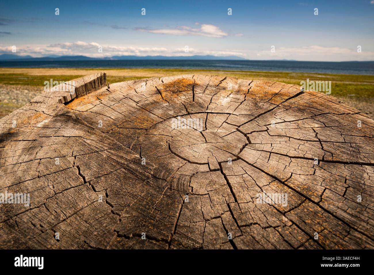 Primo piano di una sezione trasversale di tronchi di fronte a una spiaggia. Foto Stock