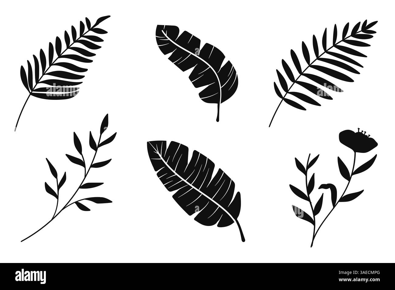 Collezione vettoriale silhouette botanica. Foglie e fiori tropicali neri. Illustrazione vettoriale Illustrazione Vettoriale