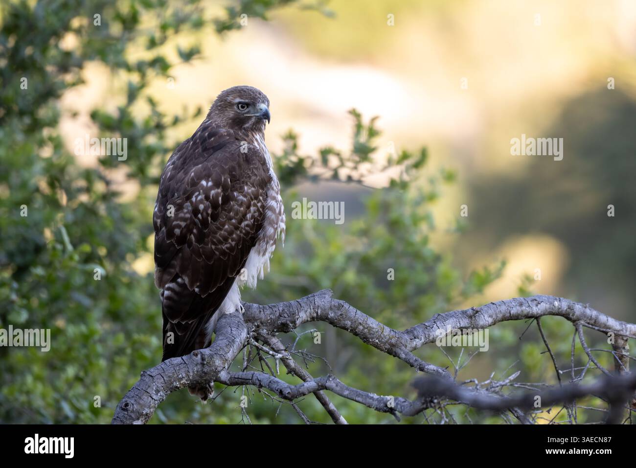 Il bellissimo Red Tail Hawk, arroccato sulla parte superiore della filiale di deadwood nella valle di Ojai, è pronto ad avvisare il pericolo e a cercare cibo sulla destra Foto Stock