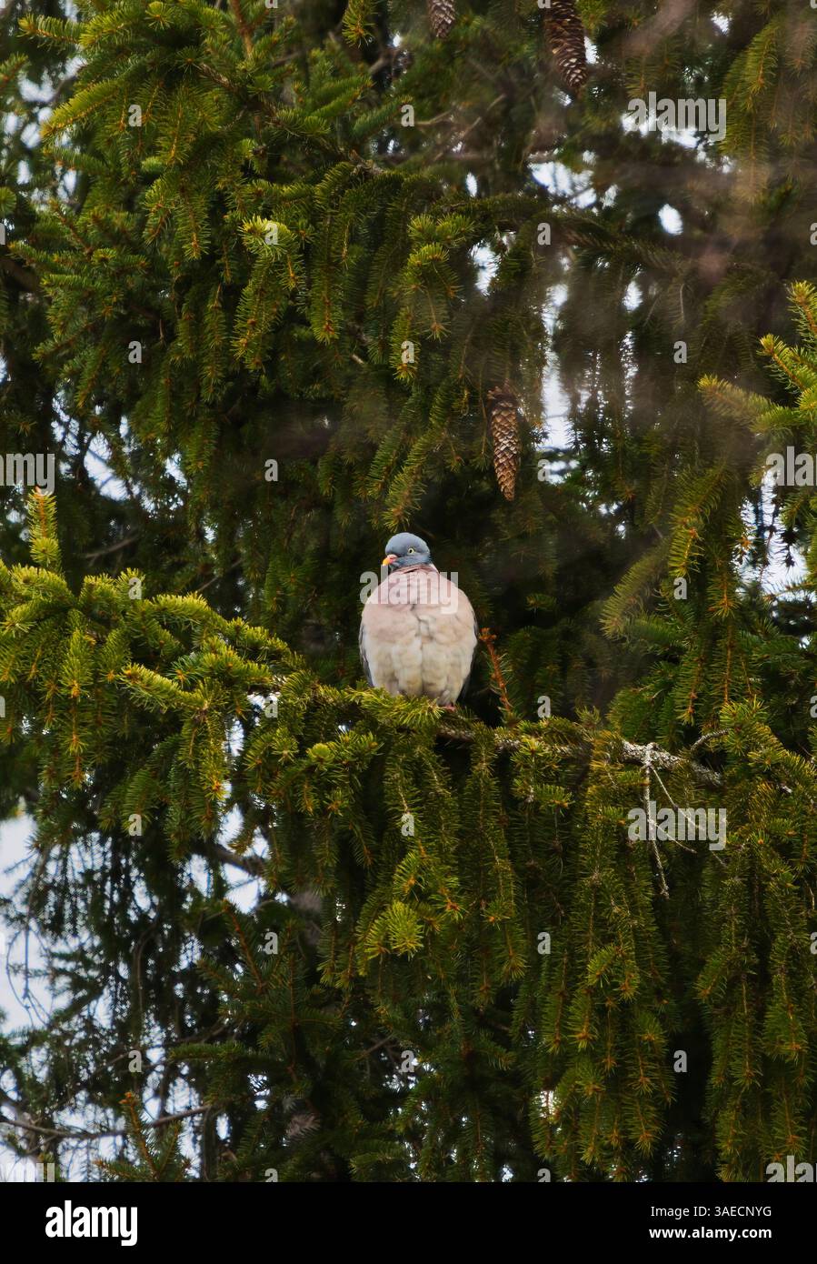 Piccione di legno comune (Columba palumbus) seduto nell'abete rosso in primavera. Foto Stock