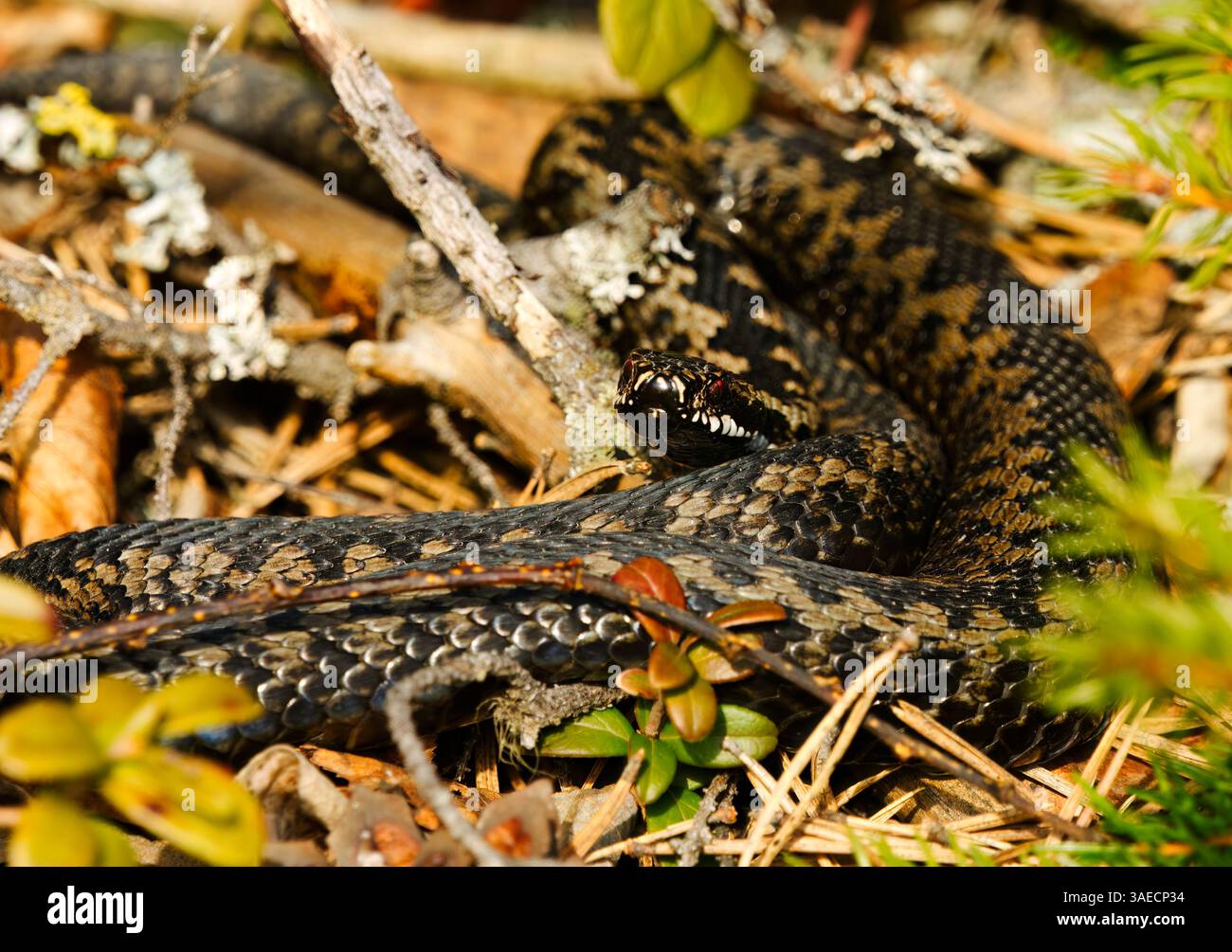 Comune adder europeo o comune vipera europea (Vipera berus) crogiolarsi all'inizio della primavera. Foto Stock
