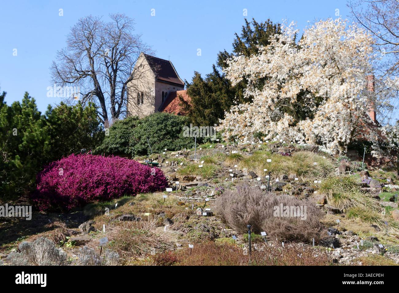 04.04.2025 Sachsen Anhalt Sachsen-Anhalt Botanischer Garten der Martin Lutero Universität Halle Wittenberg Halle-Wittenberg Ansicht *** 04 04 2025 Sassonia Anhalt Sassonia Anhalt Botanical Garden of Martin Lutero University Halle Wittenberg Halle Wittenberg Halle Wittenberg Vista Foto Stock