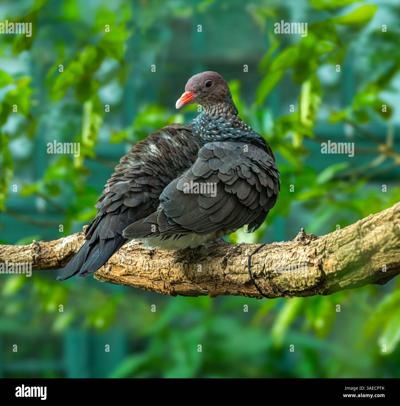 Piccione in scala (Patagioenas speciosa) arroccato su un ramo Foto Stock