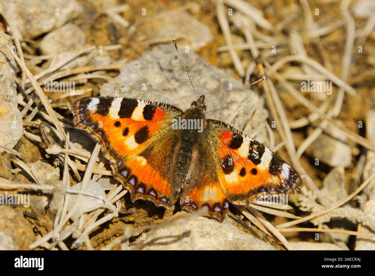 Piccola farfalla di tartaruga (Aglais orticae) che si riscalda alla luce del sole all'inizio della primavera. Foto Stock