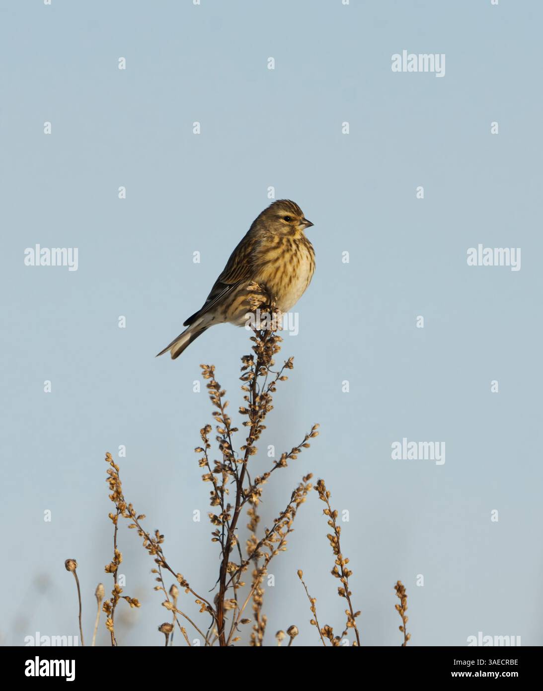 linnet comune (Linaria cannabina) appollaiato su un ramoscello all'inizio della primavera. Foto Stock