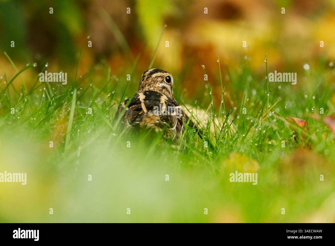 Cecchino comune (Gallinago gallinago) nascosto nell'erba in autunno. Foto Stock