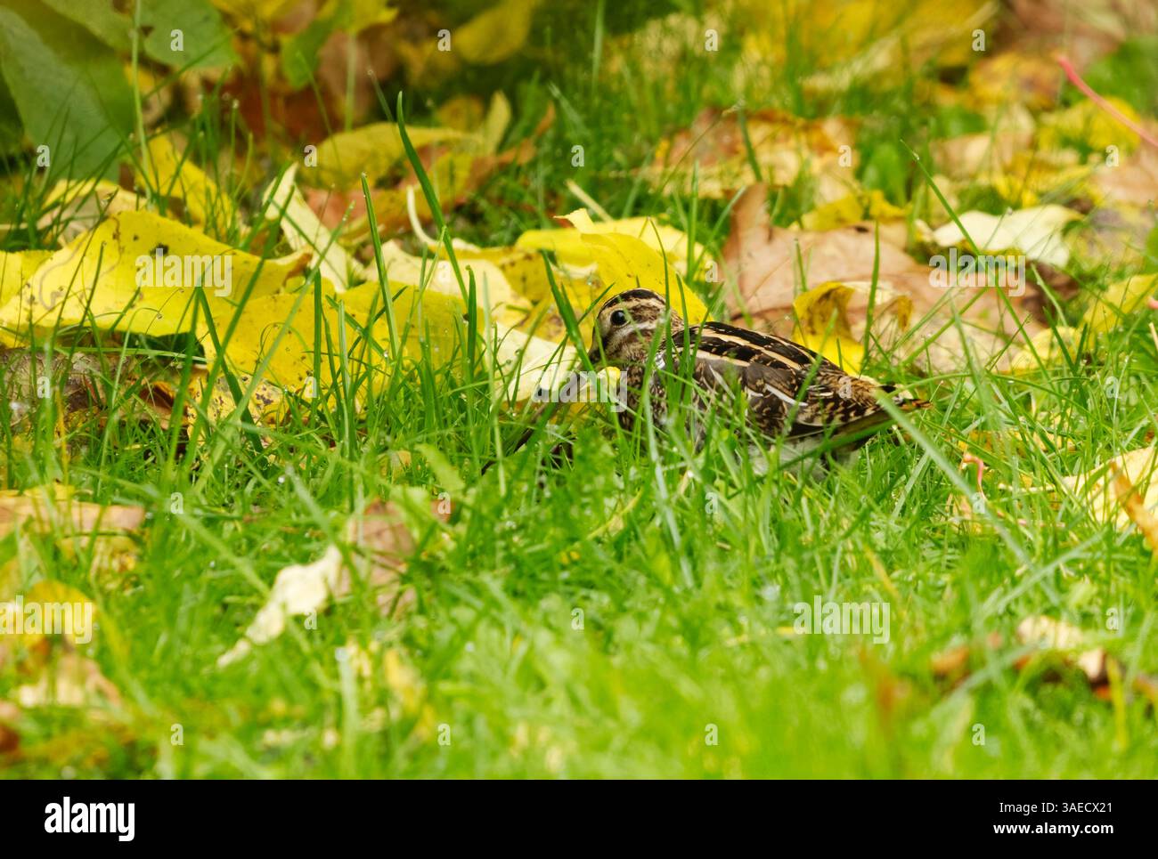 Cecchino comune (Gallinago gallinago) che si nutre nell'erba in autunno. Foto Stock