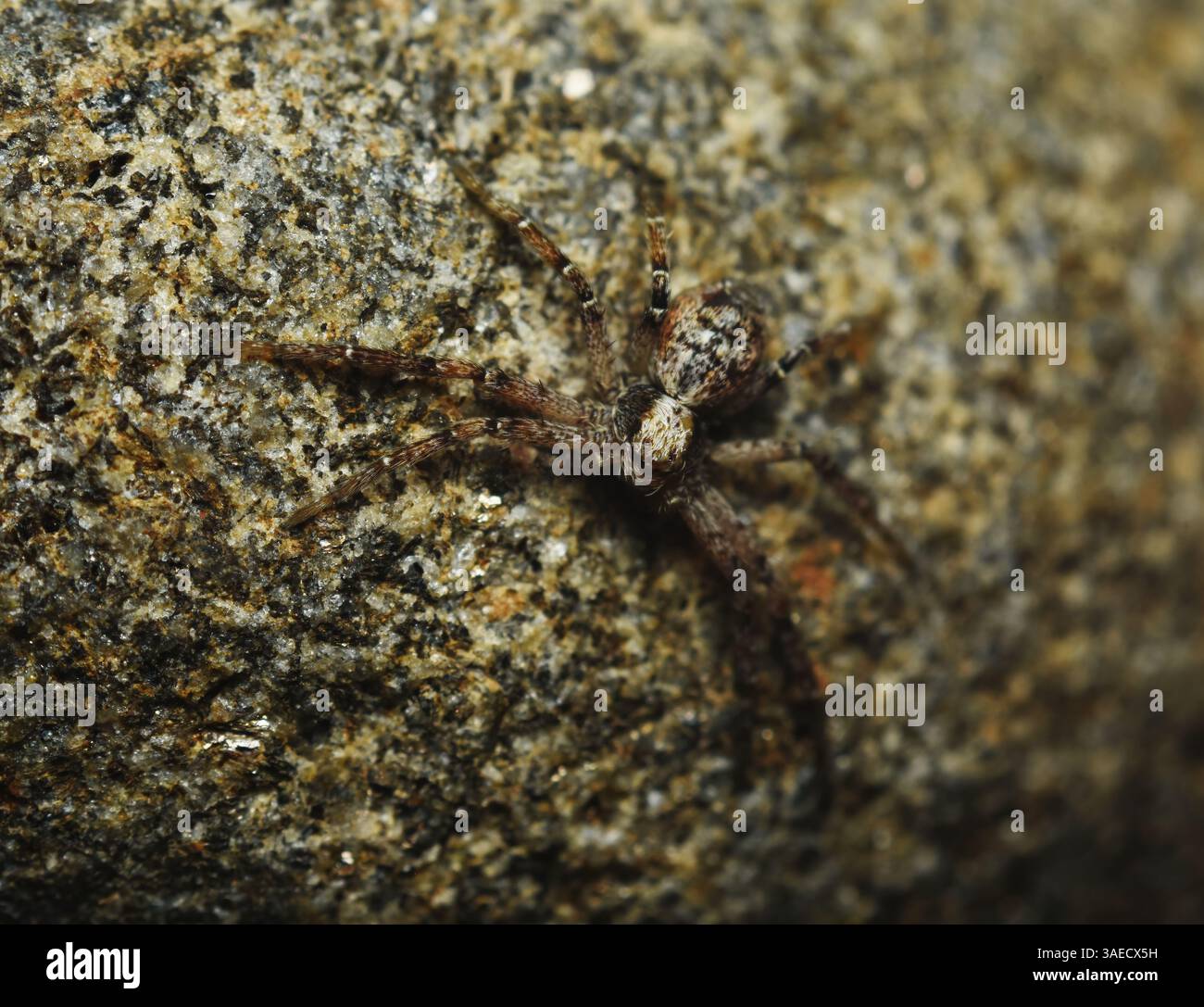 Philodromus cespitum una specie di ragno di granchio in corsa su una foto macro di roccia. Foto Stock