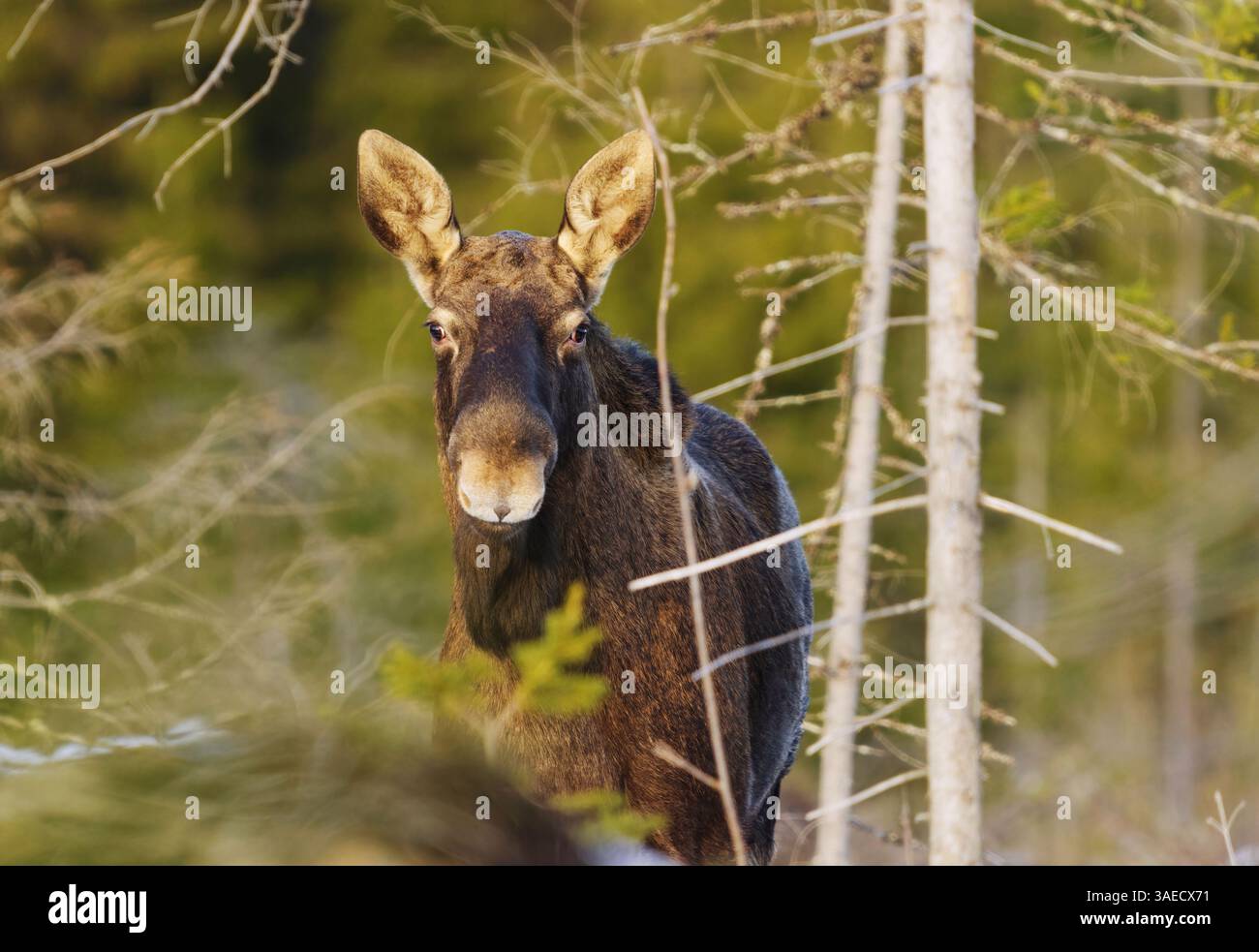 Alce o alci (Alces alces) toro senza palchi in inverno. Foto Stock