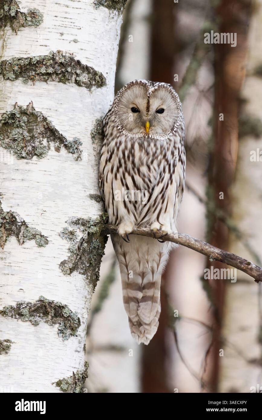 Gufo di Urale (Strix uralensis) che riposa su un ramo di betulla nella foresta alla fine dell'autunno. Foto Stock