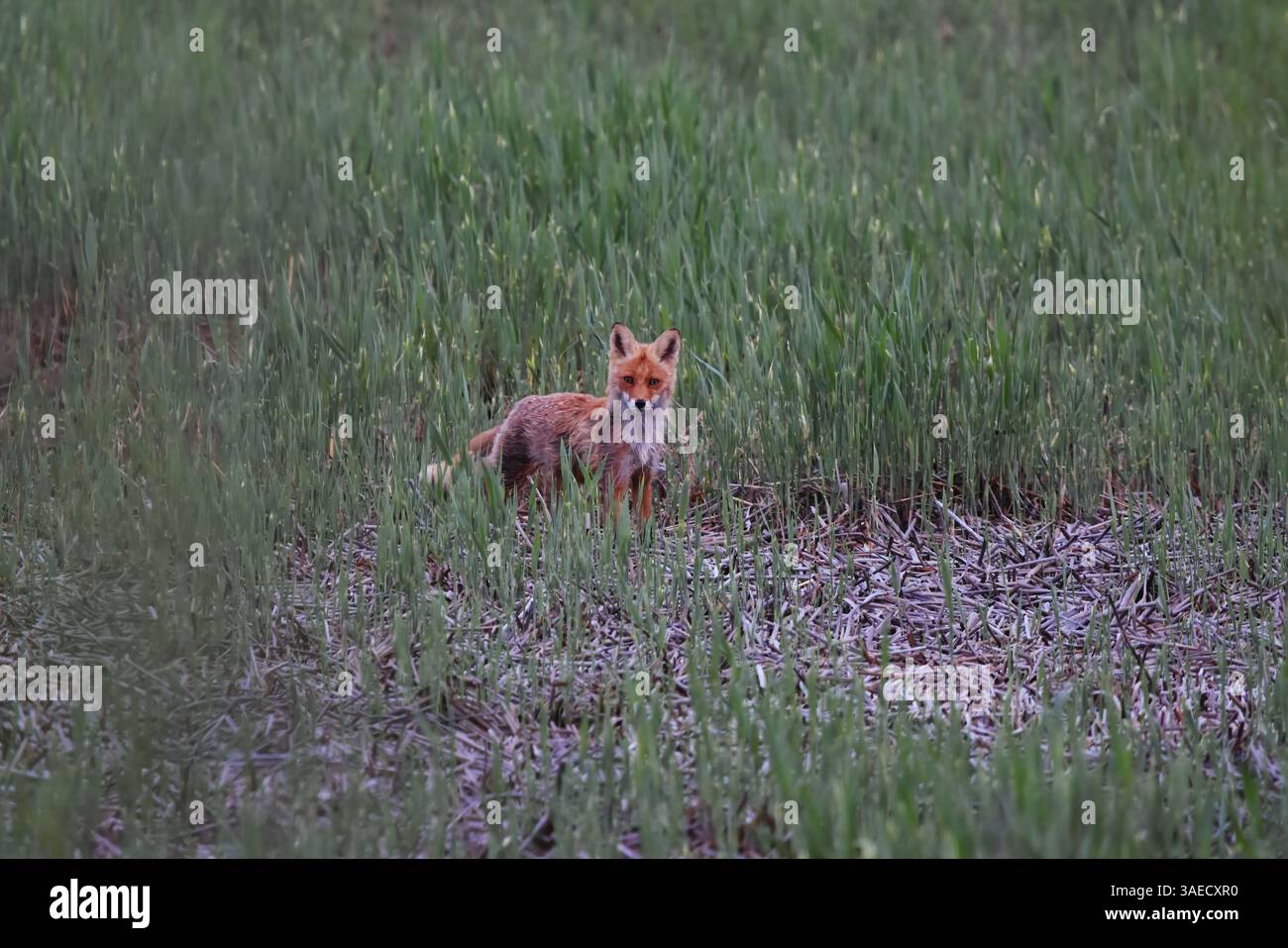 Volpe rossa (vulpes vulpes) che cammina nelle canne al crepuscolo in estate. Foto Stock