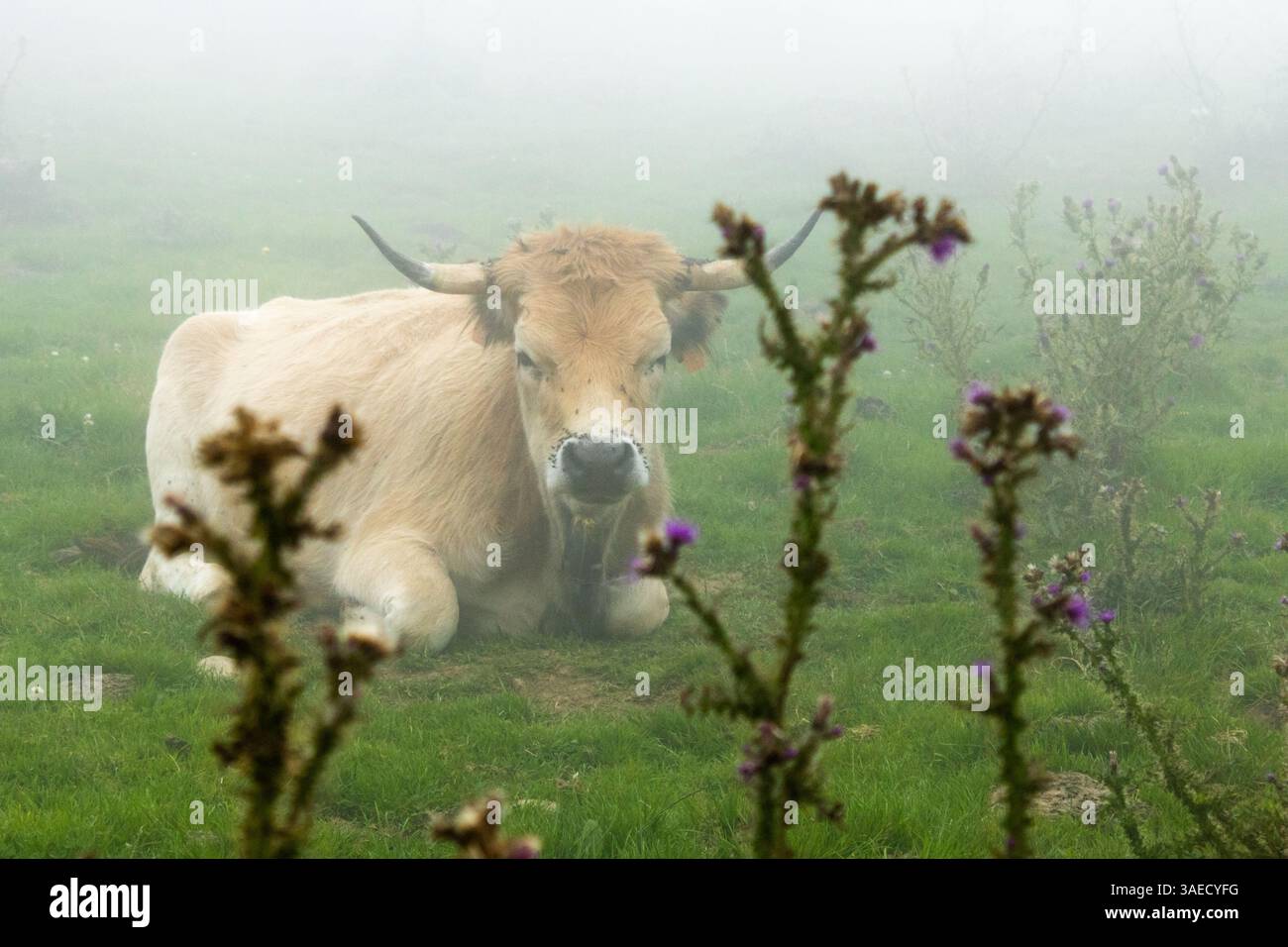 Una mucca che riposa pacificamente in un campo nebbioso, circondato da una fitta nebbia. L'atmosfera tranquilla e serena della scena è migliorata Foto Stock