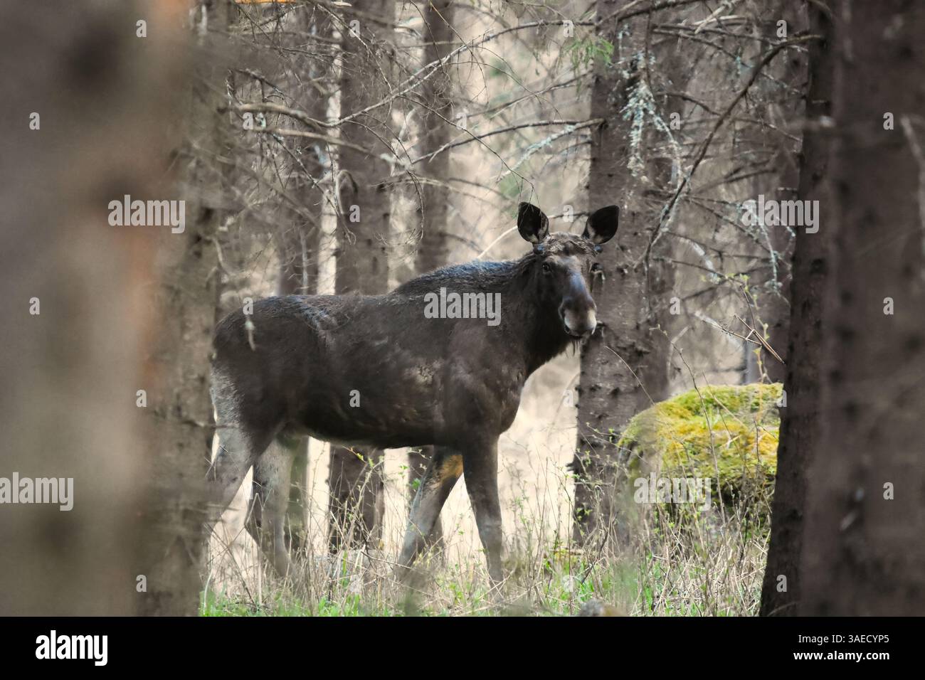 Alce o alci (Alces alces) toro senza palchi nella foresta in primavera. Foto Stock