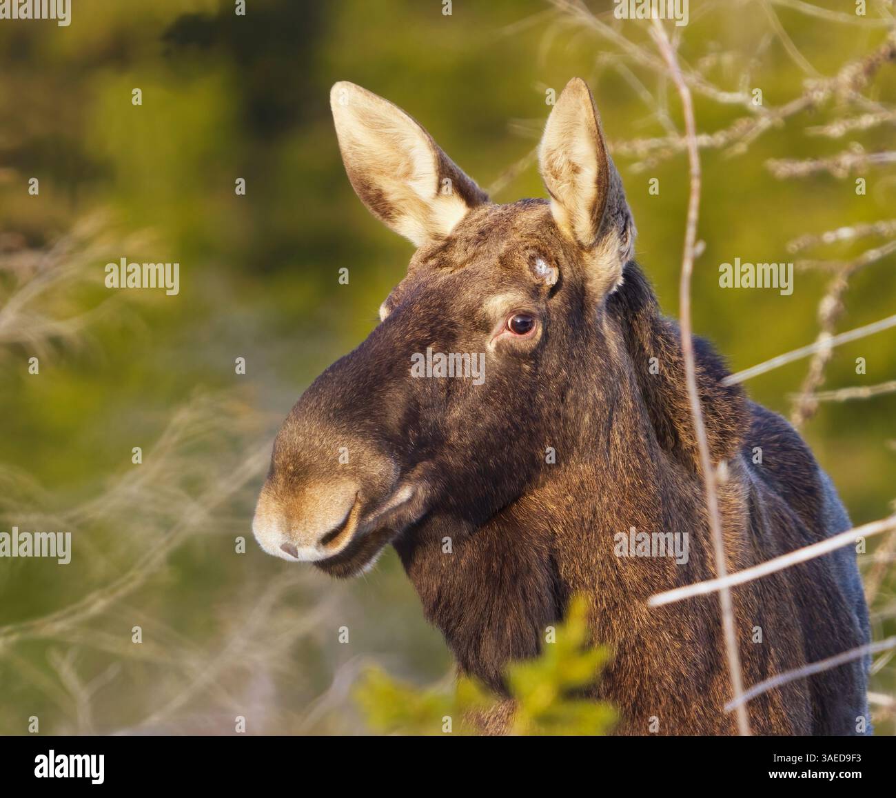 Alci o alci (Alces alces) primo piano di toro senza palchi in inverno. Foto Stock