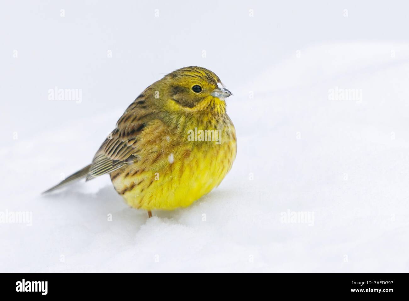 Yellowhammer (Emberiza citrinella) seduto nella neve in inverno in nevicata con neve sul becco. Foto Stock