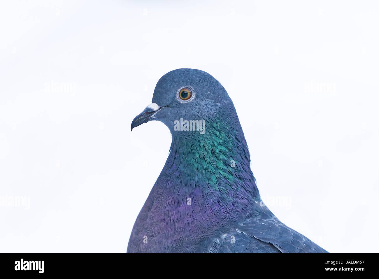 Primo piano in inverno con neve bianca sullo sfondo. Foto Stock