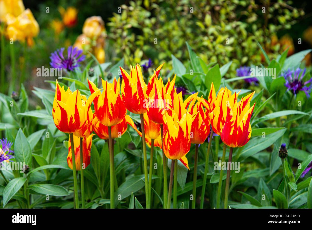 Fiori di tulipani rossi e gialli con un aspetto simile a una fiamma Foto Stock