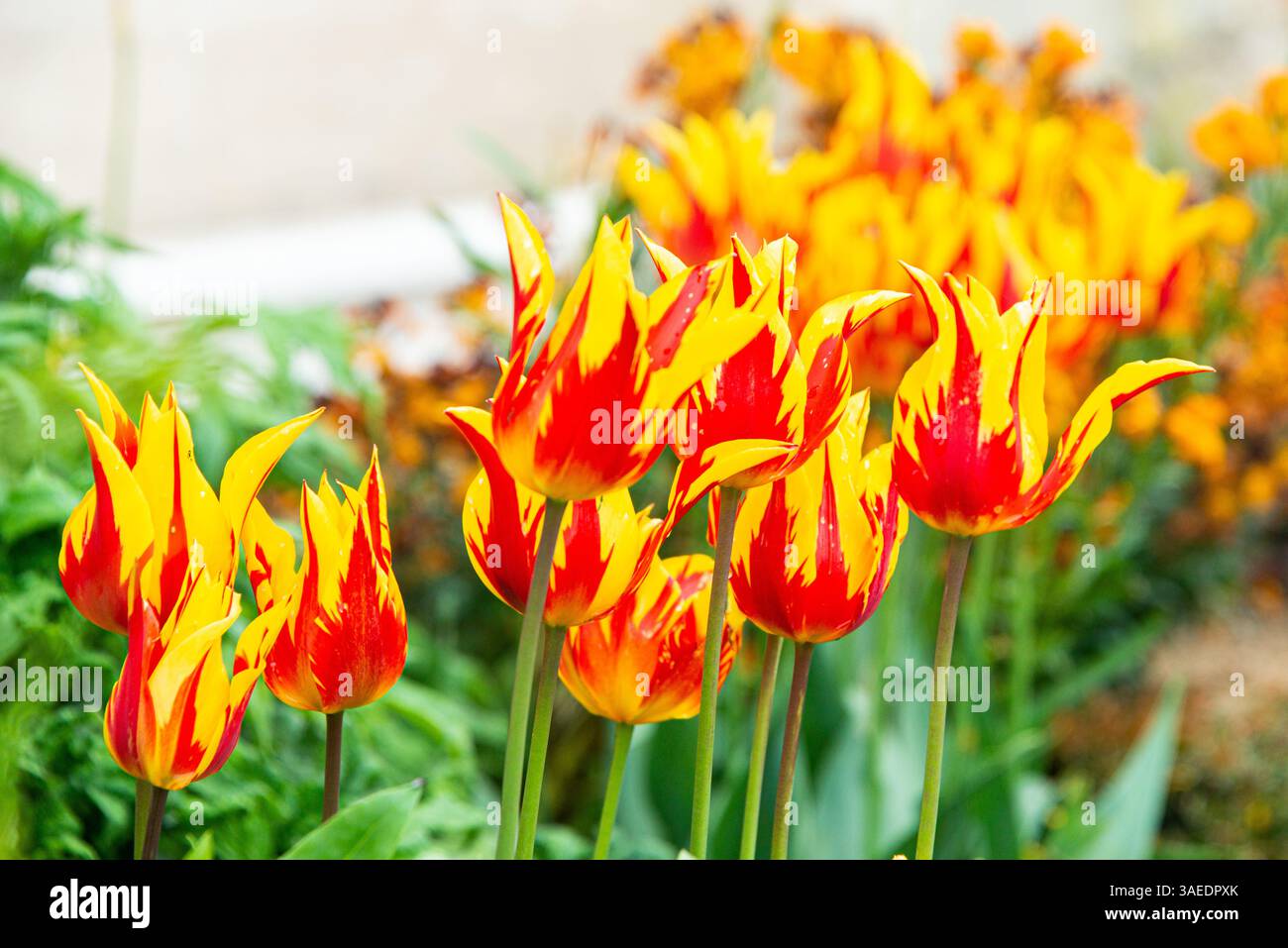 Fiori di tulipani rossi e gialli con un aspetto simile al fuoco Foto Stock