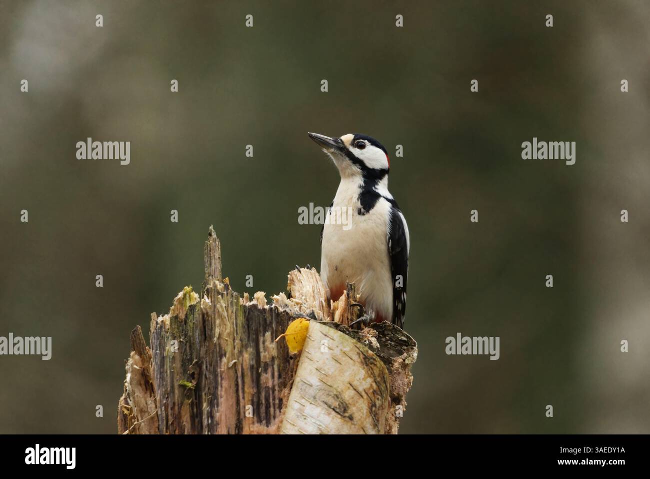 Grande picchio maculato (Dendrocopos Major) maschio su un ceppo d'albero nella foresta in autunno. Foto Stock