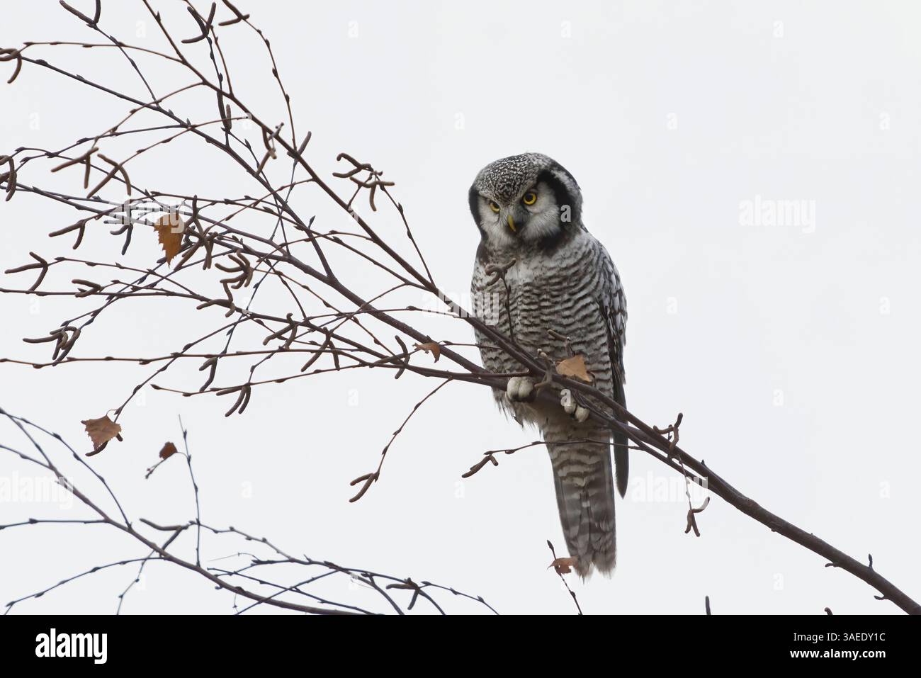 Gufo di falco del Nord (Surnia ulula) seduto su un ramo e alla ricerca di prede in autunno. Foto Stock