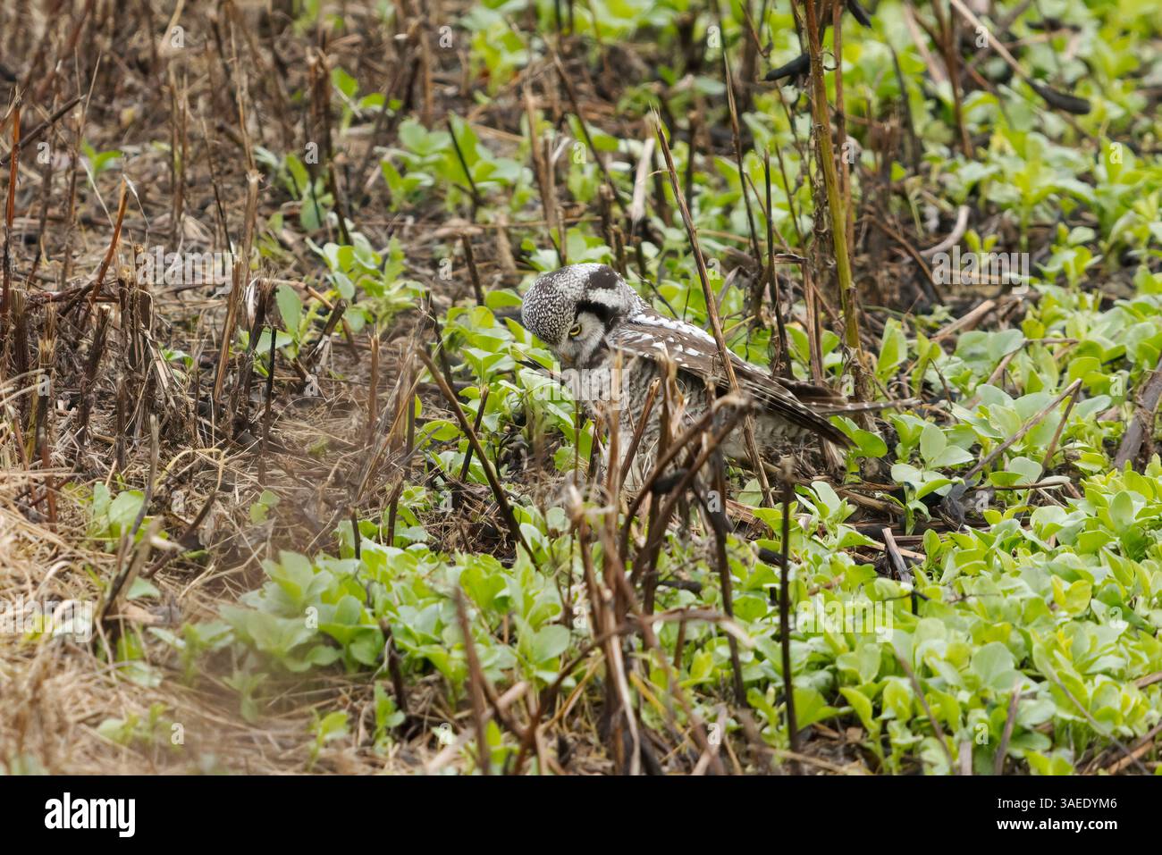 Gufo di falco settentrionale (Surnia ulula) nel campo di caccia alle volpi in autunno. Foto Stock