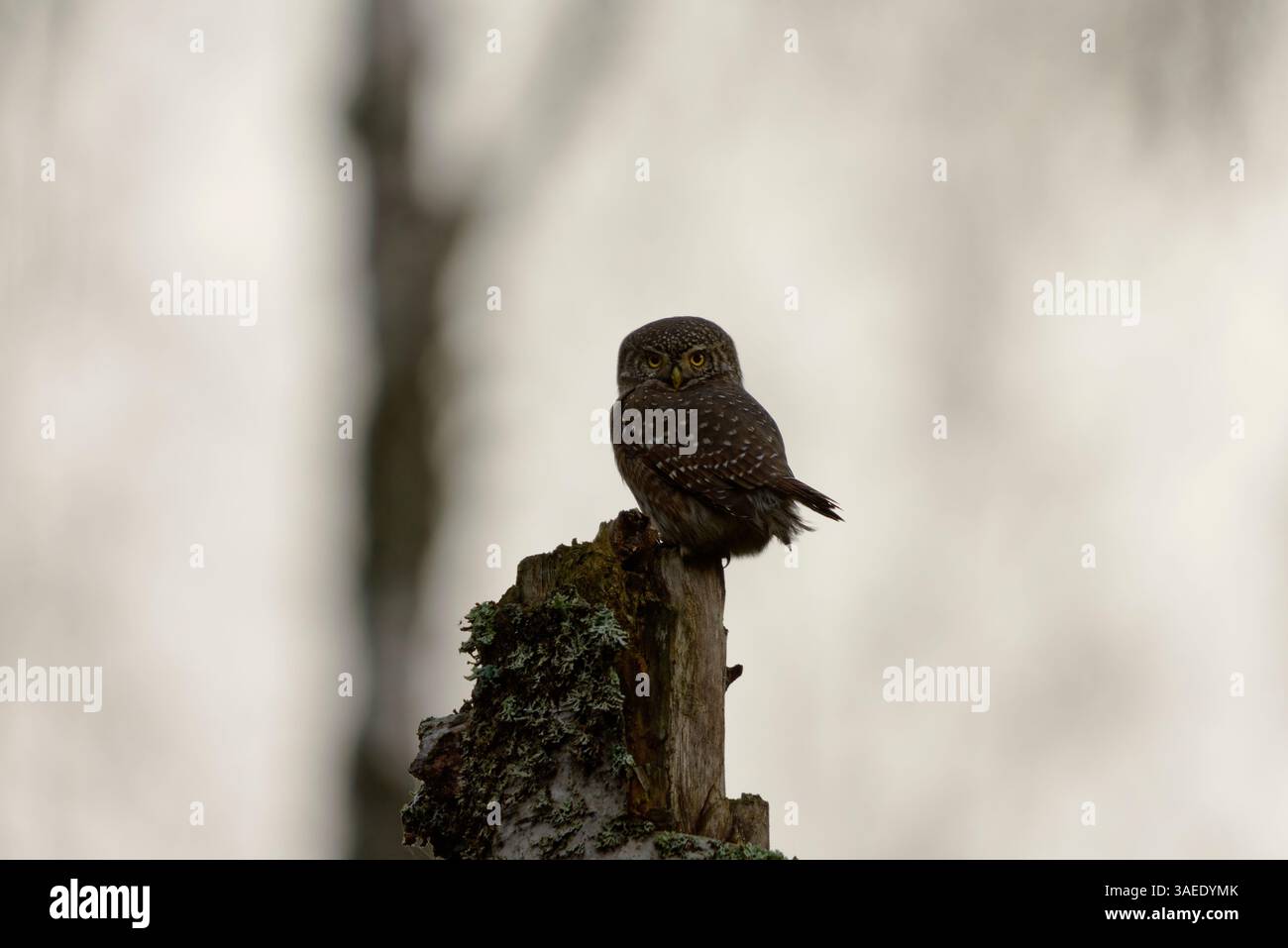 Gufo pigmeo eurasiatico (Glaucidium passerinum) seduto su un ceppo d'albero. Foto Stock