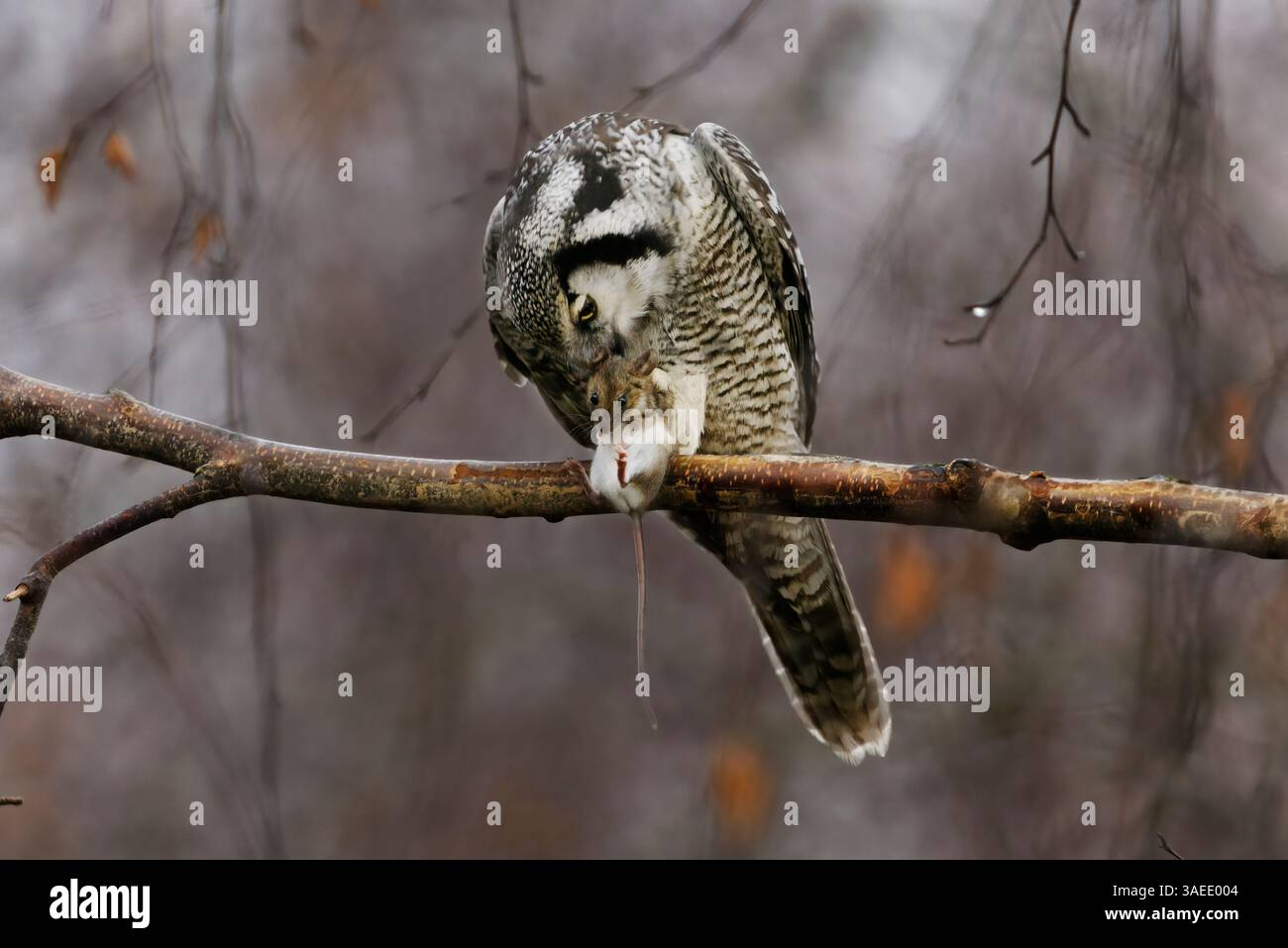 Gufo di falco del Nord (Surnia ulula) seduto su un ramo con un topo tra gli artigli. Foto Stock