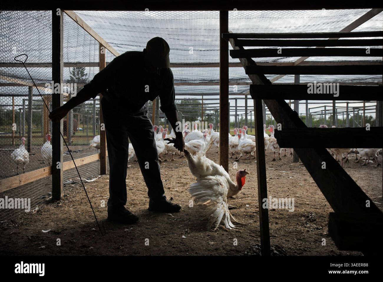 22 novembre 2011 - Ruskin, Florida, Stati Uniti - BEN PATE, 67, cattura un tacchino bianco dal petto largo nella sua fattoria il martedì mentre riempie gli ordini del Ringraziamento dei clienti. Ha venduto tacchini nelle ultime nove stagioni, ma riconosce che è difficile. "Il margine di profitto non è quello che dovrebbe essere", afferma, aggiungendo che ha guadagnato solo 00 durante l'ultima stagione del Ringraziamento. (Immagine di credito: © Edmund D. Fountain/St. Petersburg Times/ZUMAPRESS.com) Foto Stock