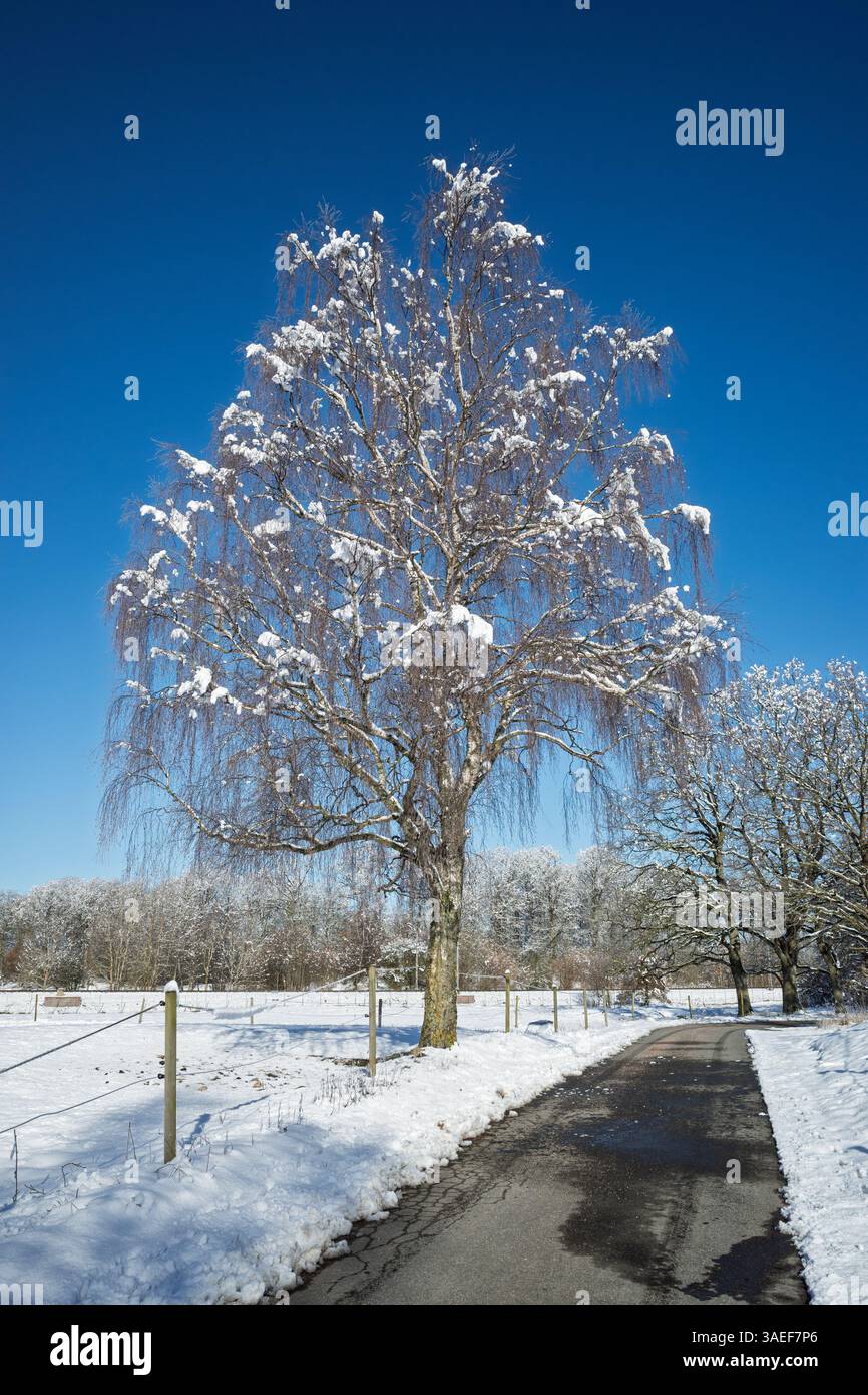 Una graziosa betulla piangente, adornata da neve fresca, si erge in cima a una strada tranquilla, illuminata dalla luce frizzante di una mattina di campagna invernale. Foto Stock