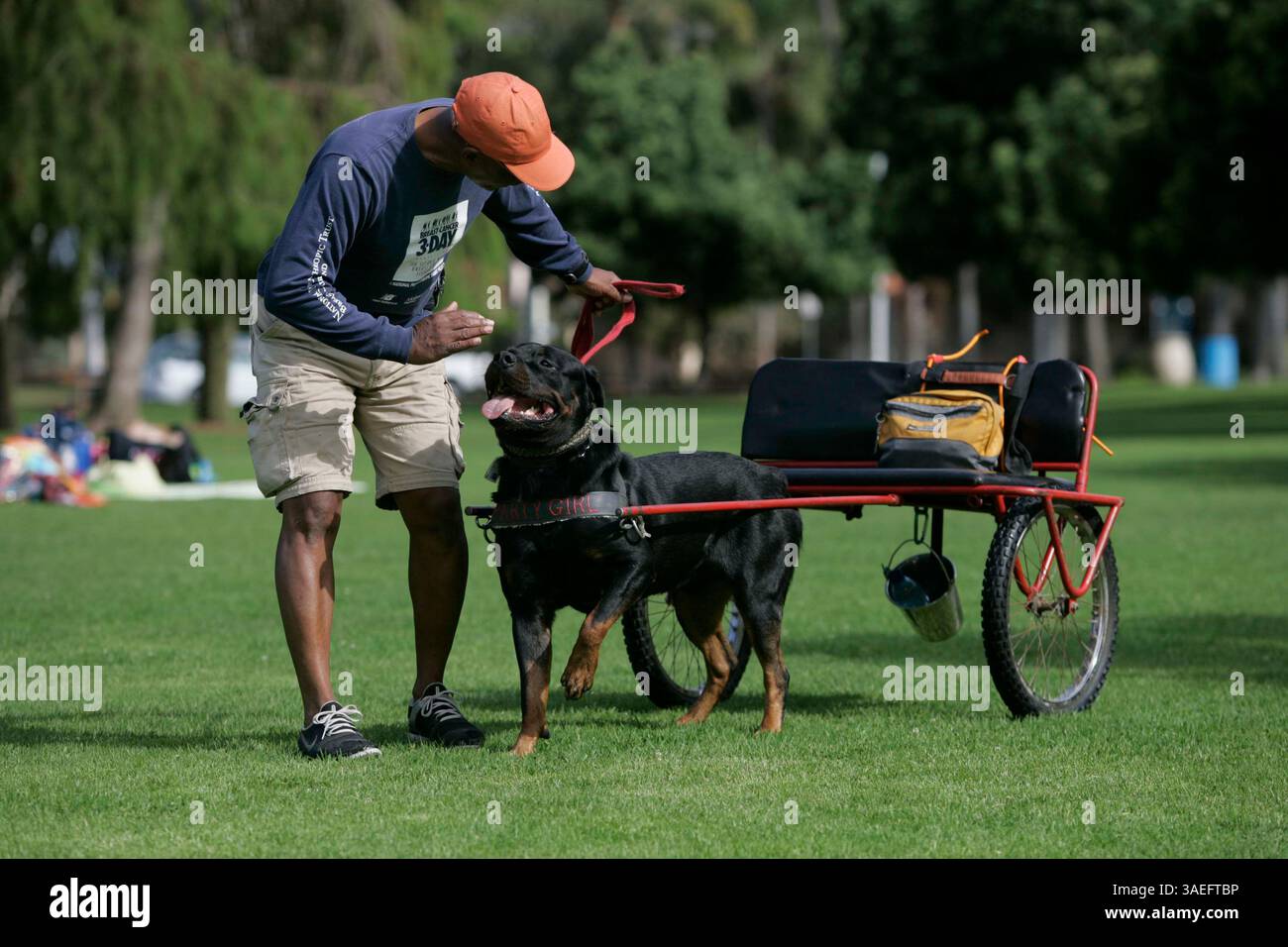 7 agosto 2009,-San Diego CA,- i membri del Southwestern Rottweiler Club di San Diego hanno praticato una delle loro attività, chiamata ''Carting'', sul prato accanto alla San Diego Hall of Champions nel Balboa Park venerdì 7 settembre 2009. Il club si riunisce lì ogni venerdì alle 9:00 e il lunedì alle 18:00 per lavorare con i loro cani su questa e altre attività. Anche i non Rottweilers sono i benvenuti. Joshua Johnson, un membro del club, lavorava con il suo cane "Raider", un maschio di due anni. Vive a Chula Vista. (Immagine di credito: San Diego Union-Tribune/ZUMAPRESS.com) Foto Stock
