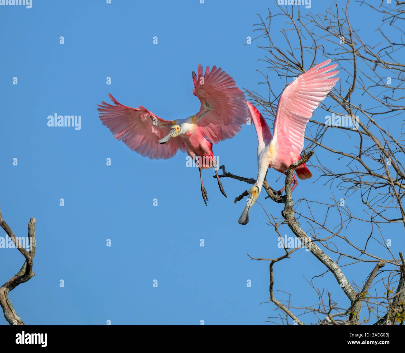 Roseate Spoonbill (Platalea ajaja) spingendo un altro da un arboreto, zona di Houston, Texas, Stati Uniti Foto Stock