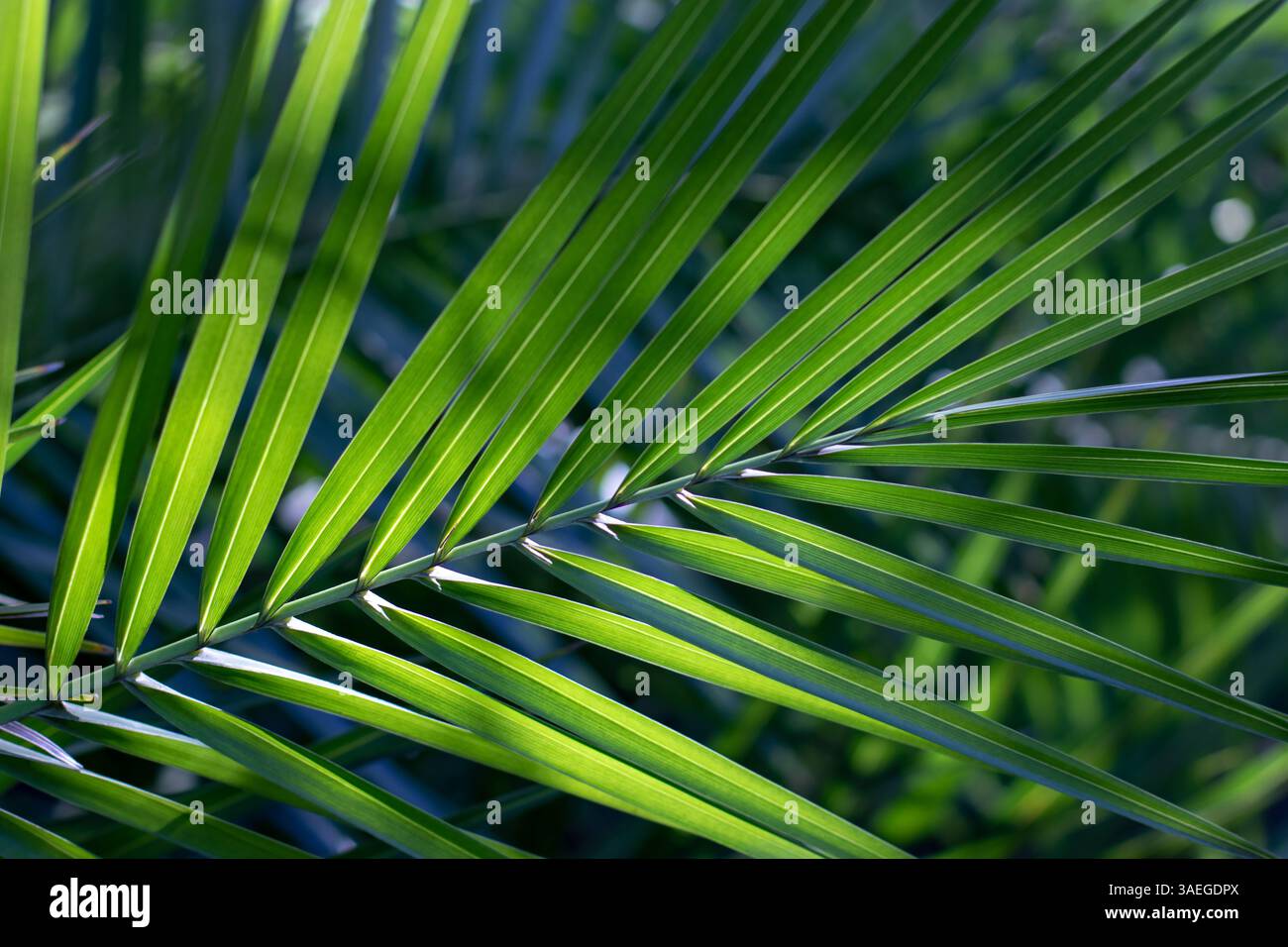 Palme verdi con venature nella parte posteriore illuminata. Sfondo tropicale naturale dall'aspetto estetico con messa a fuoco selettiva. Foto Stock