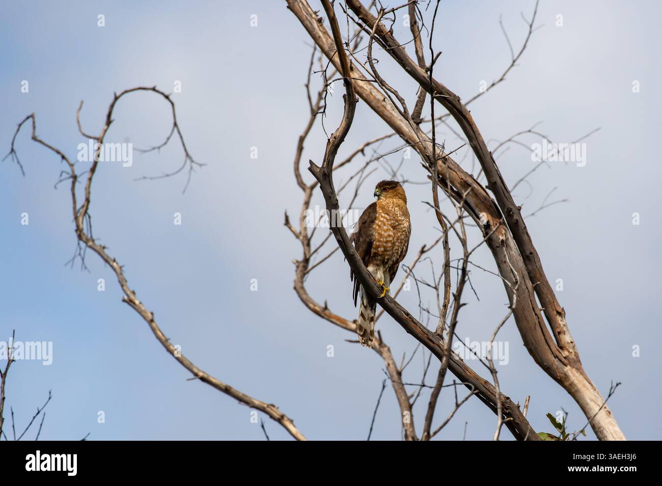 Falco rosso con spalle. Buteo lineatus . Arroccato su un albero nella contea di Orange, California meridionale, USA Foto Stock