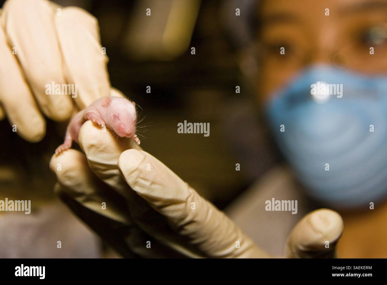Una scienziata orientale che indossa guanti in lattice e una maschera blu con un simpatico topo da laboratorio rosa tra le mani, New York, USA, Nord America Foto Stock