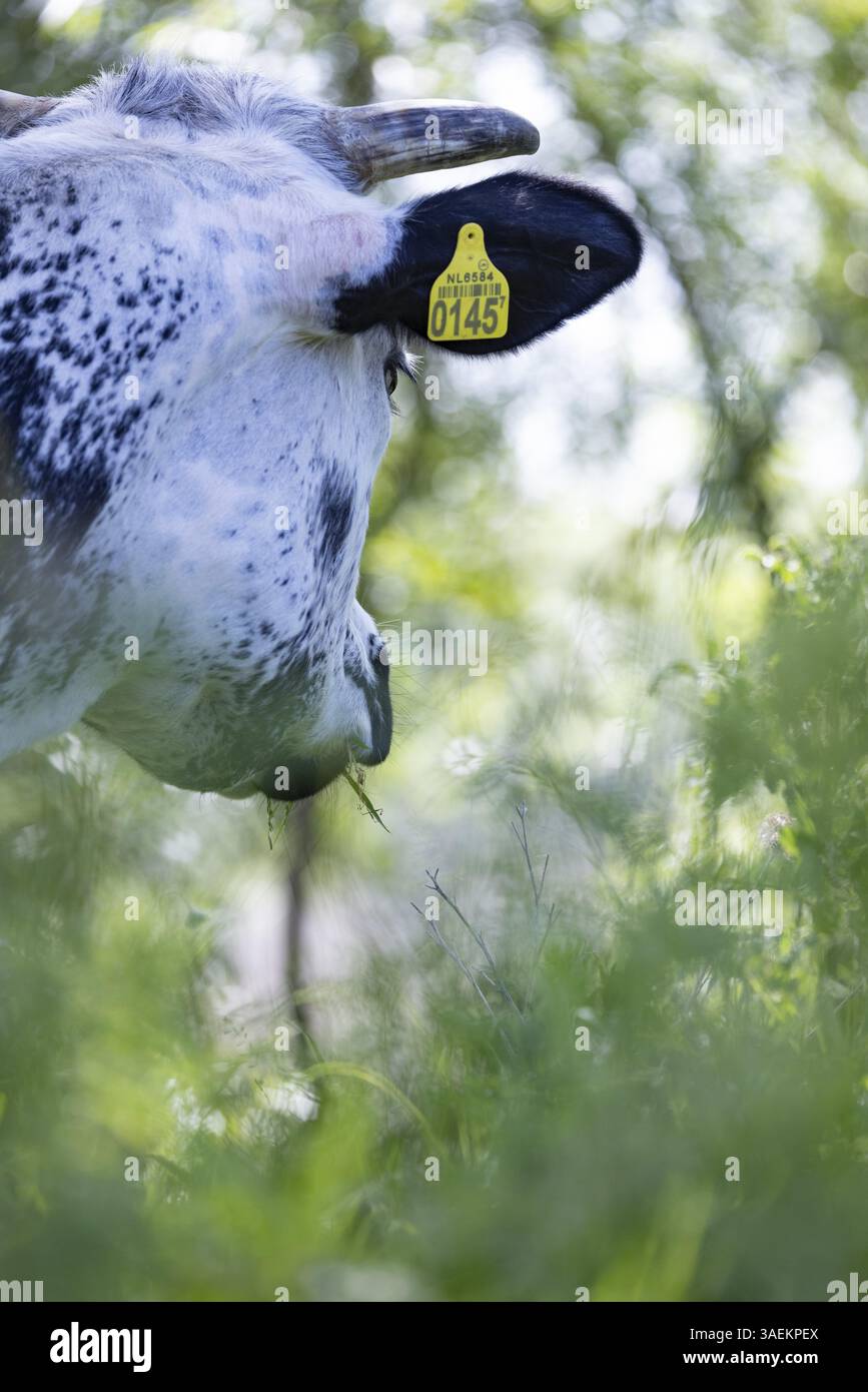 Mucca maculata in bianco e nero che pascolano su un prato lussureggiante, verde e naturale, Groede, Zelanda, paesi Bassi Foto Stock