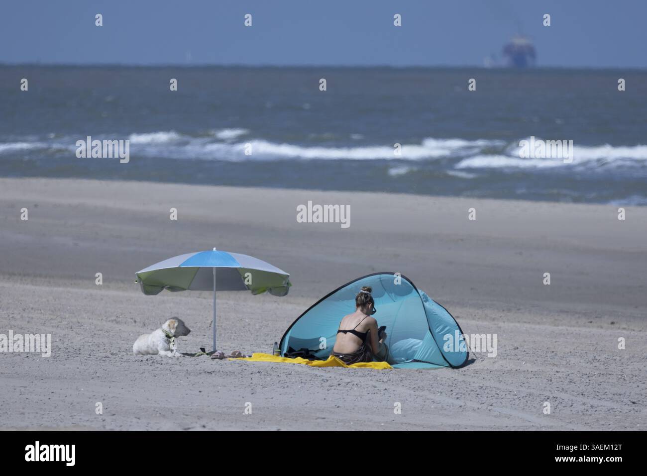 Donna che guarda il suo smartphone sulla spiaggia in una conchiglia da spiaggia impostata come vento mentre il suo cane giace accanto a lei sotto un ombrellone, vista del mare, G. Foto Stock